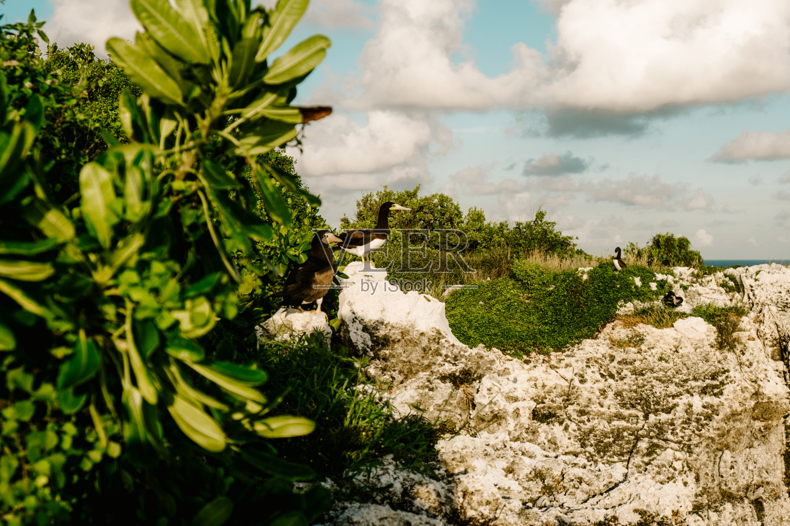 开曼布拉克鲣鸟在黎明照片摄影图片