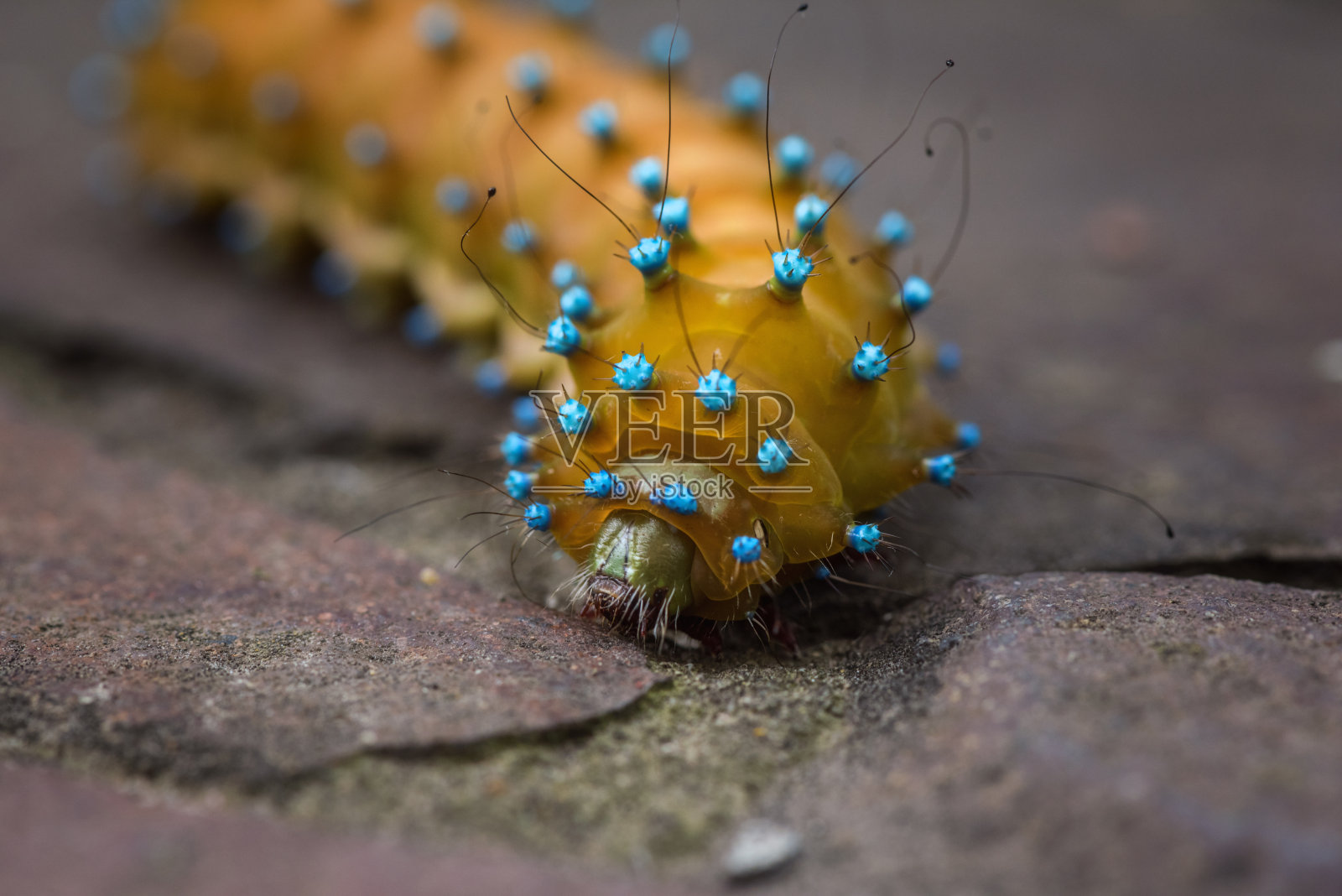 巨型孔雀蛾的毛虫,欧洲最大的蝴蝶,微摄细节蓝色的疣,刺和毛发照片摄影图片