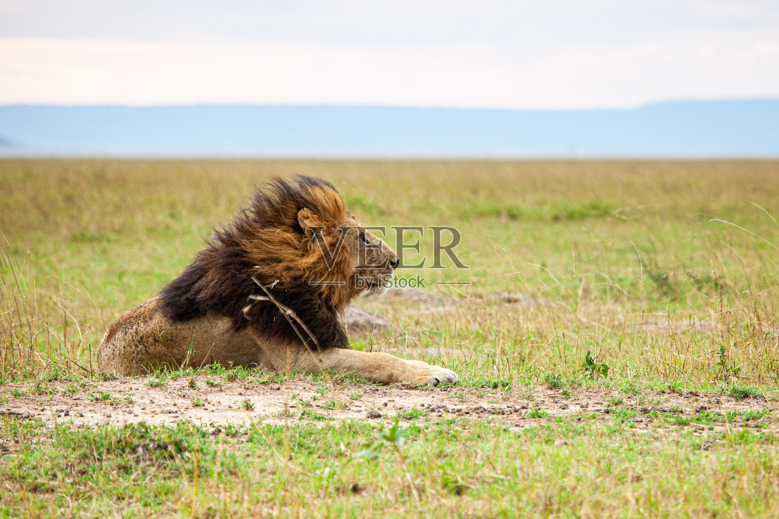 孤独的雄狮凝视着马赛马拉的夜晚照片摄影图片