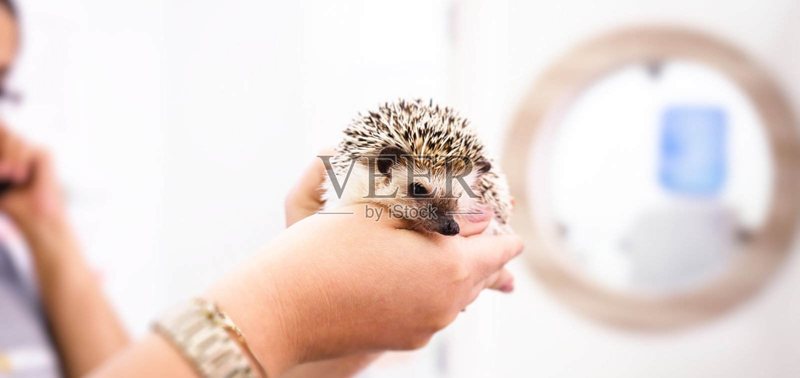 兽医正在分析家养小刺猬,外来宠物照片摄影图片