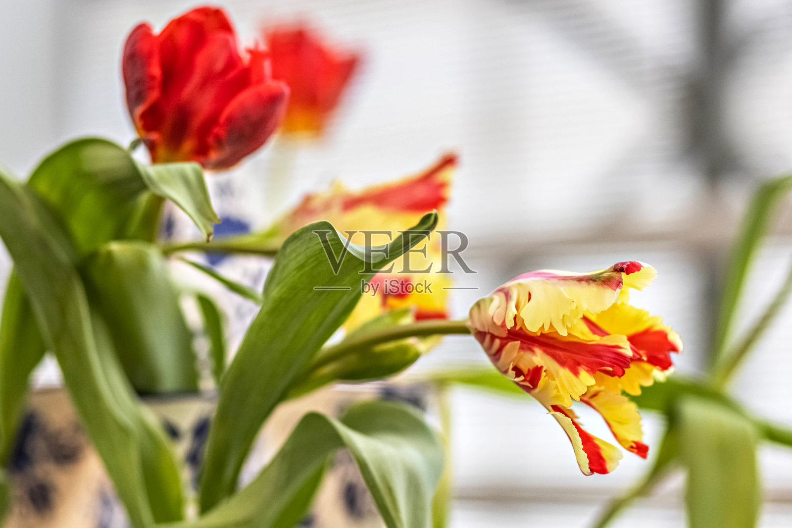 花园里花瓶里插着黄红色的郁金香。春天。青春不谢。照片摄影图片