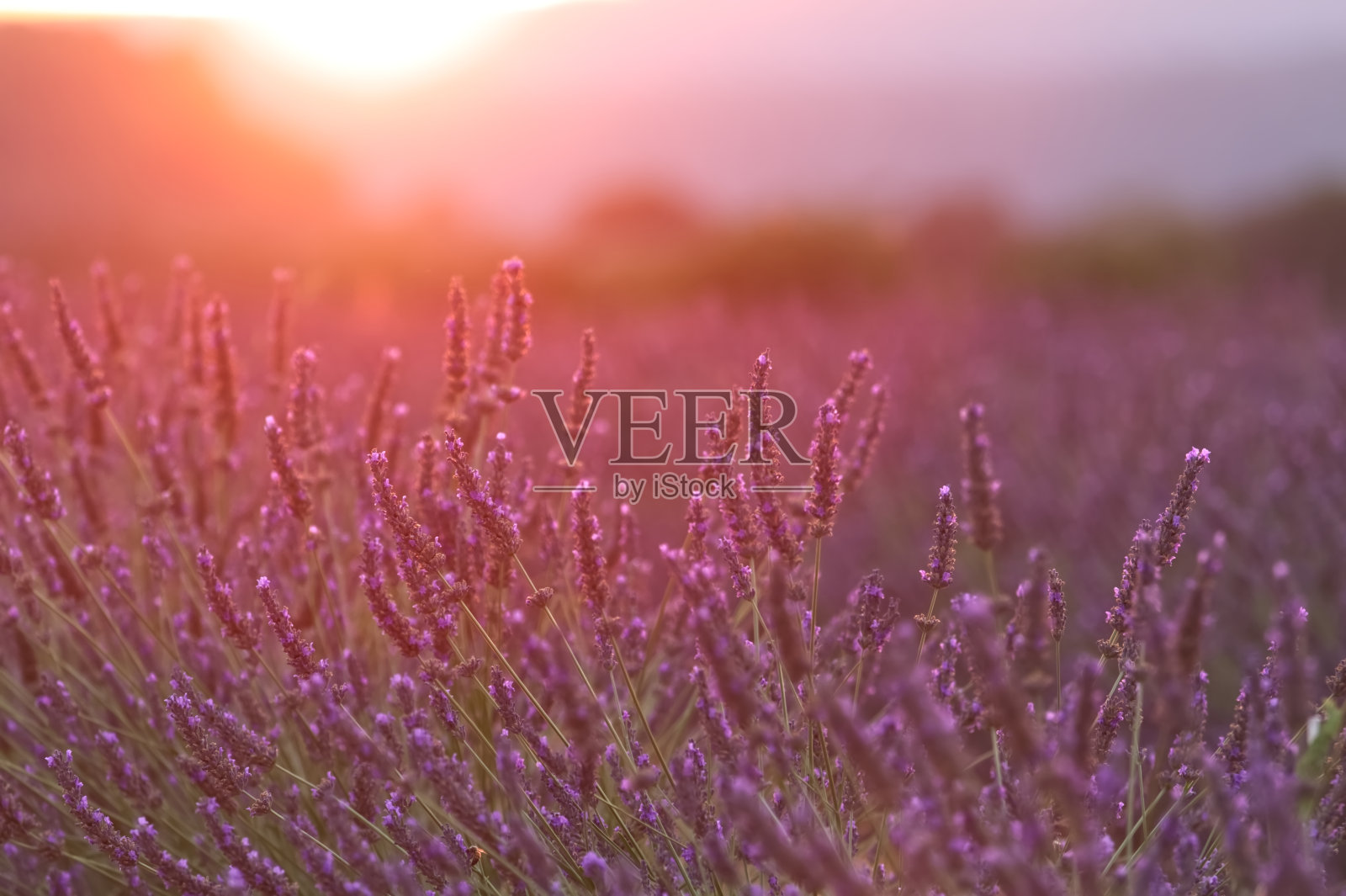 薰衣草照片摄影图片