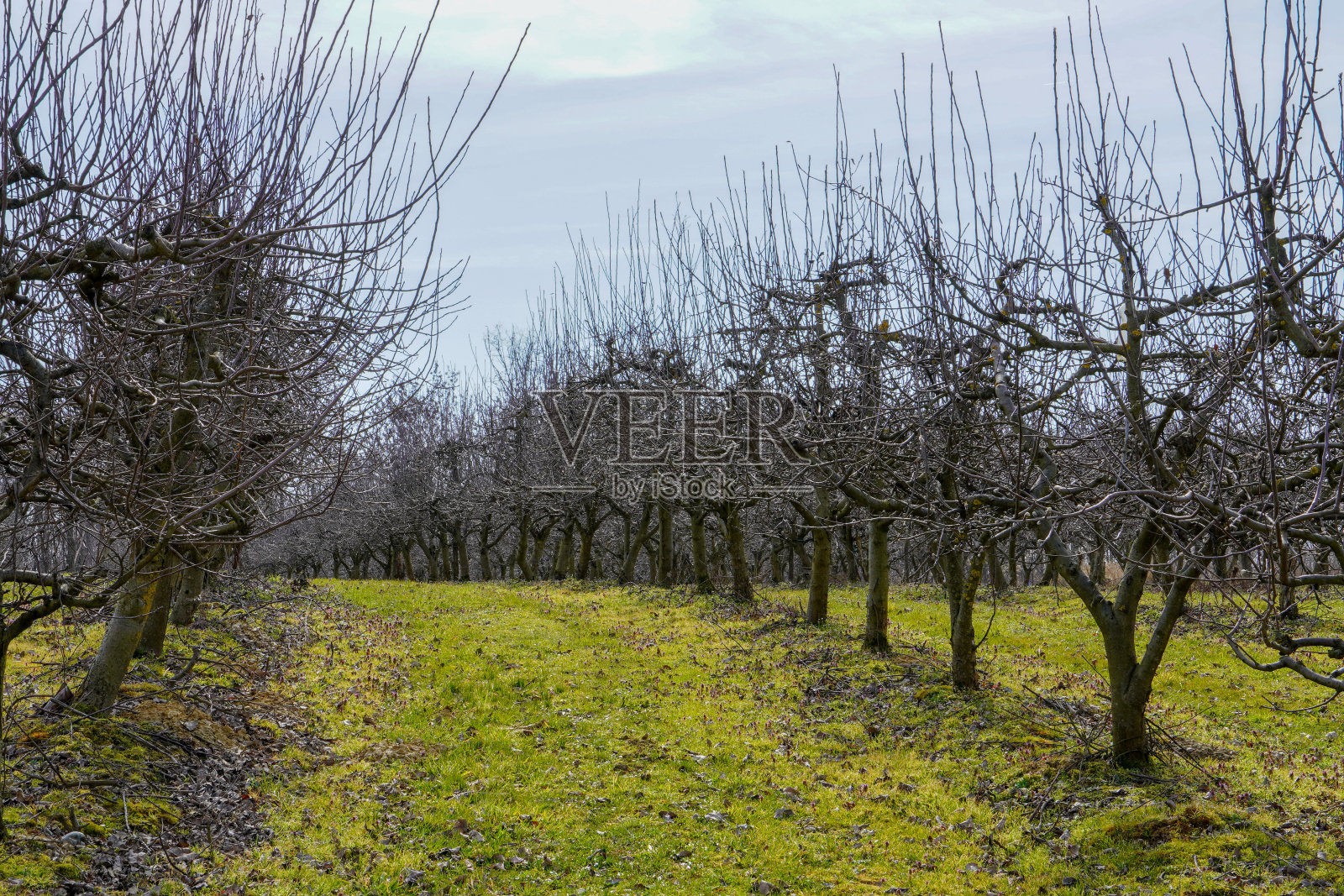 苹果园在冬季和谐排照片摄影图片