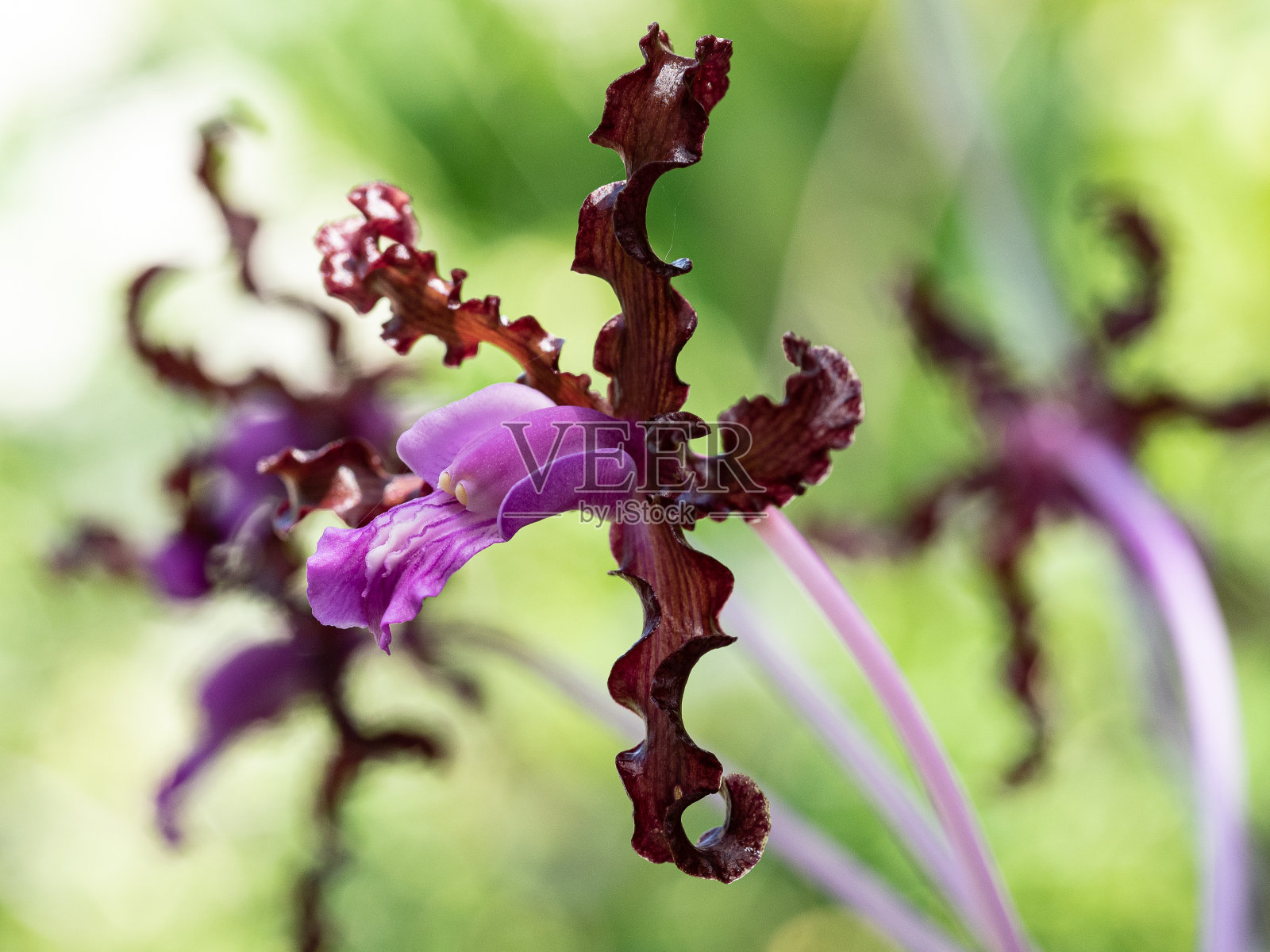 花园兰花照片摄影图片