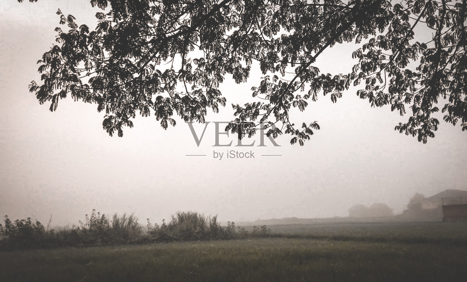 雾和稻田照片摄影图片