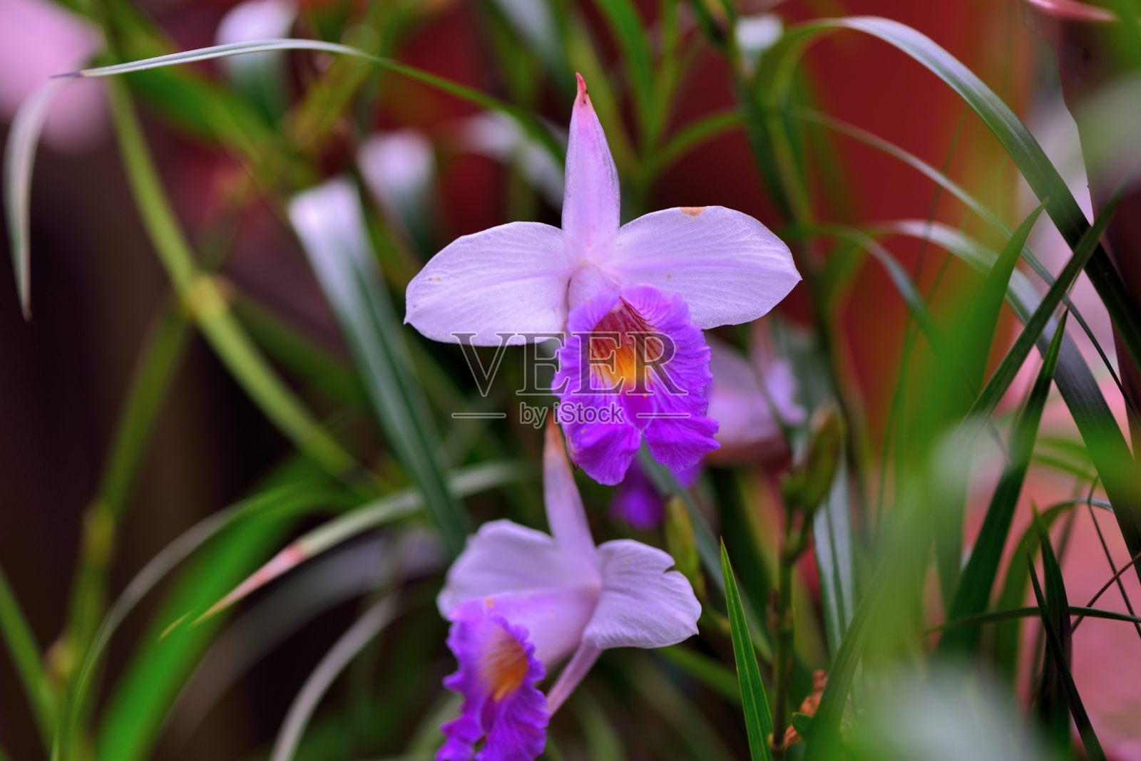 禾本科(Arundina graminifolia)照片摄影图片