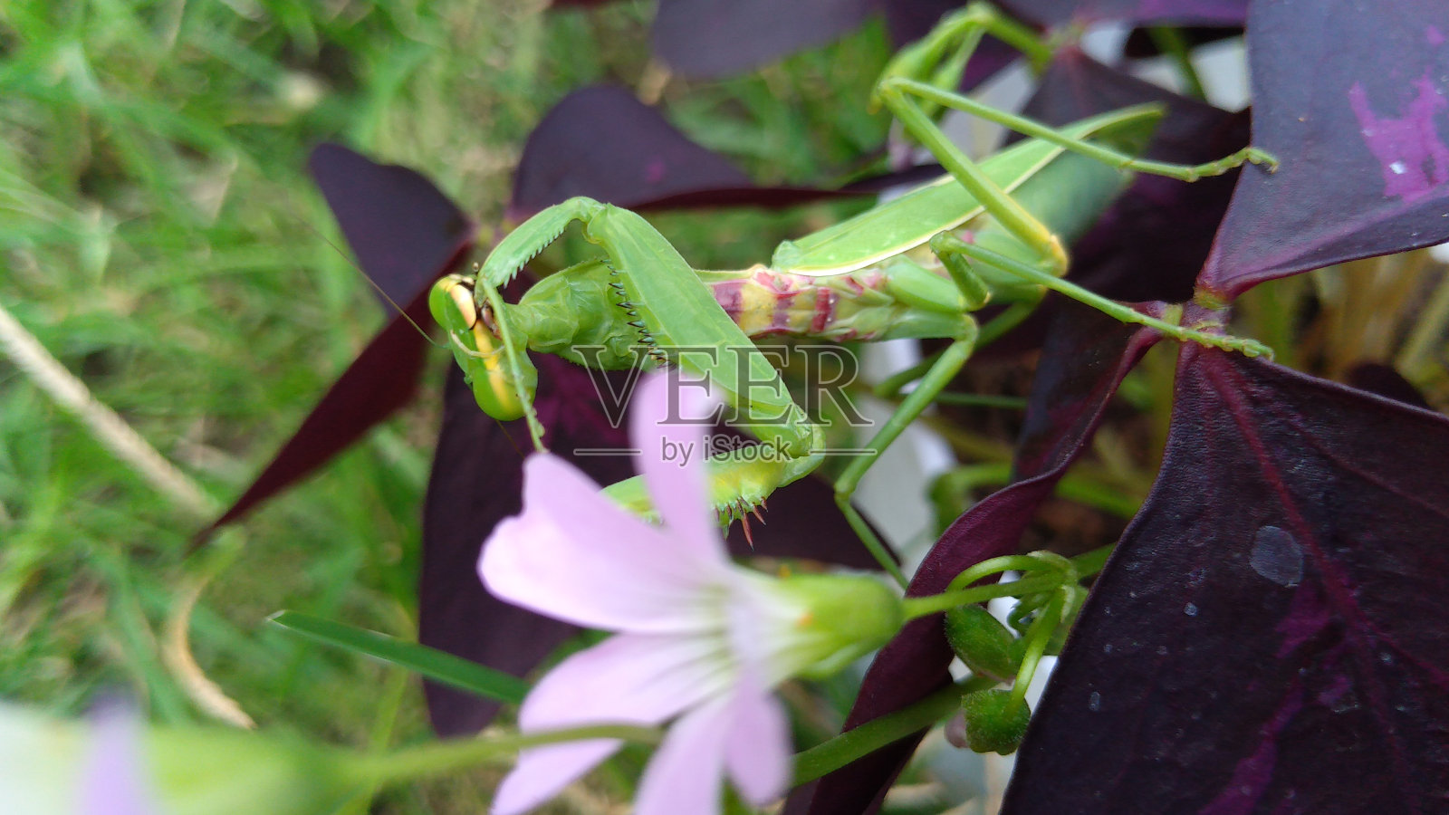 螳螂似花照片摄影图片