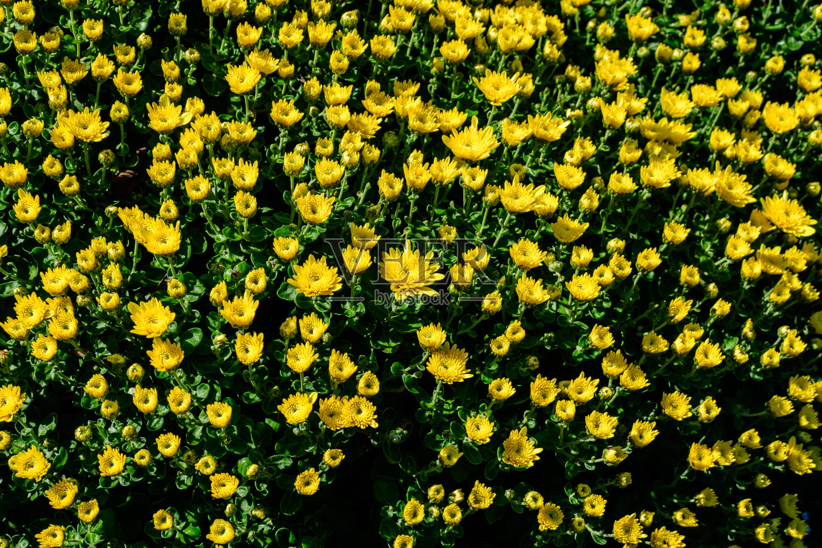 许多鲜艳的黄色菊花和小花盛开在一个阳光明媚的秋日,美丽多彩的户外背景与软焦点拍摄照片摄影图片