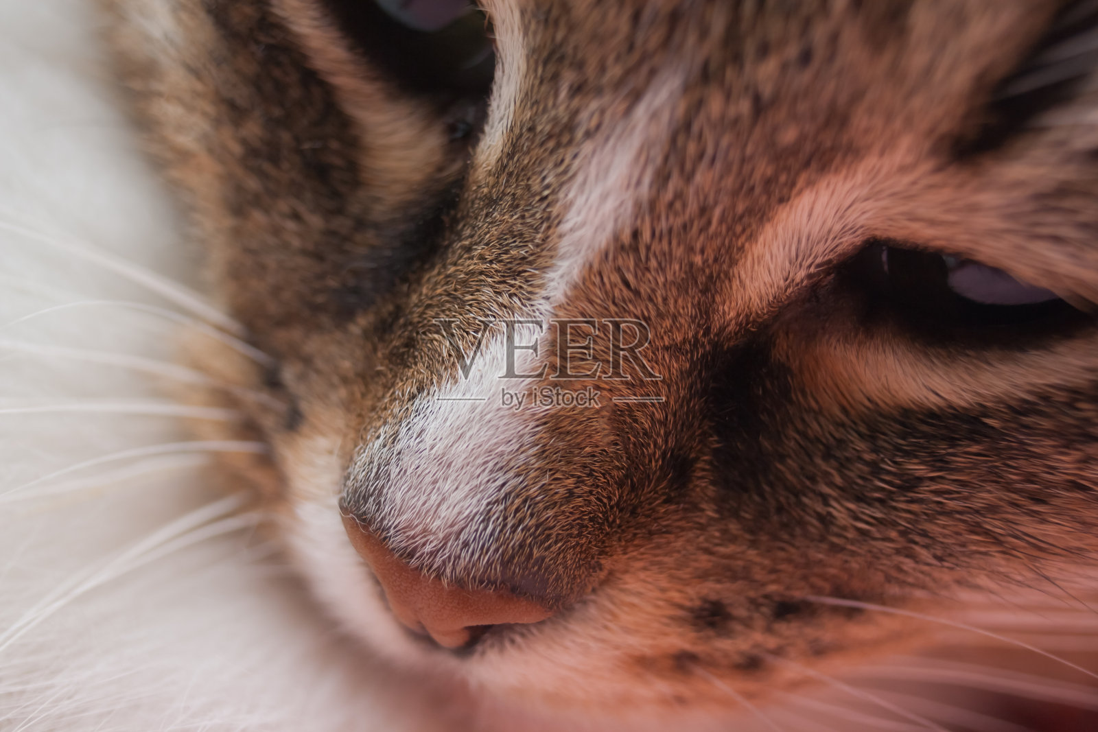 一只美丽的猫的口吻。宏。世界猫日照片摄影图片