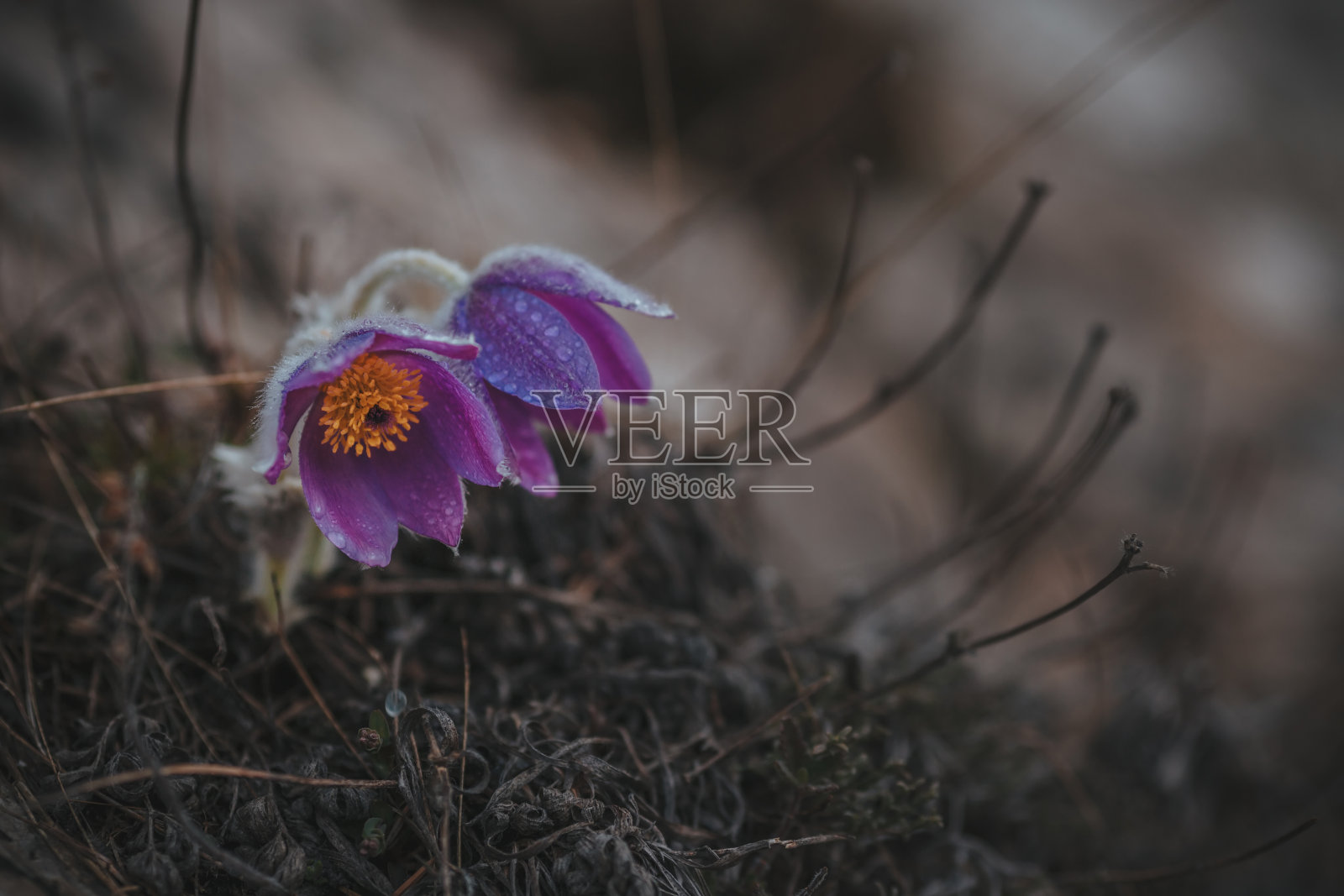 月见草。珍稀植物,高山野花照片摄影图片