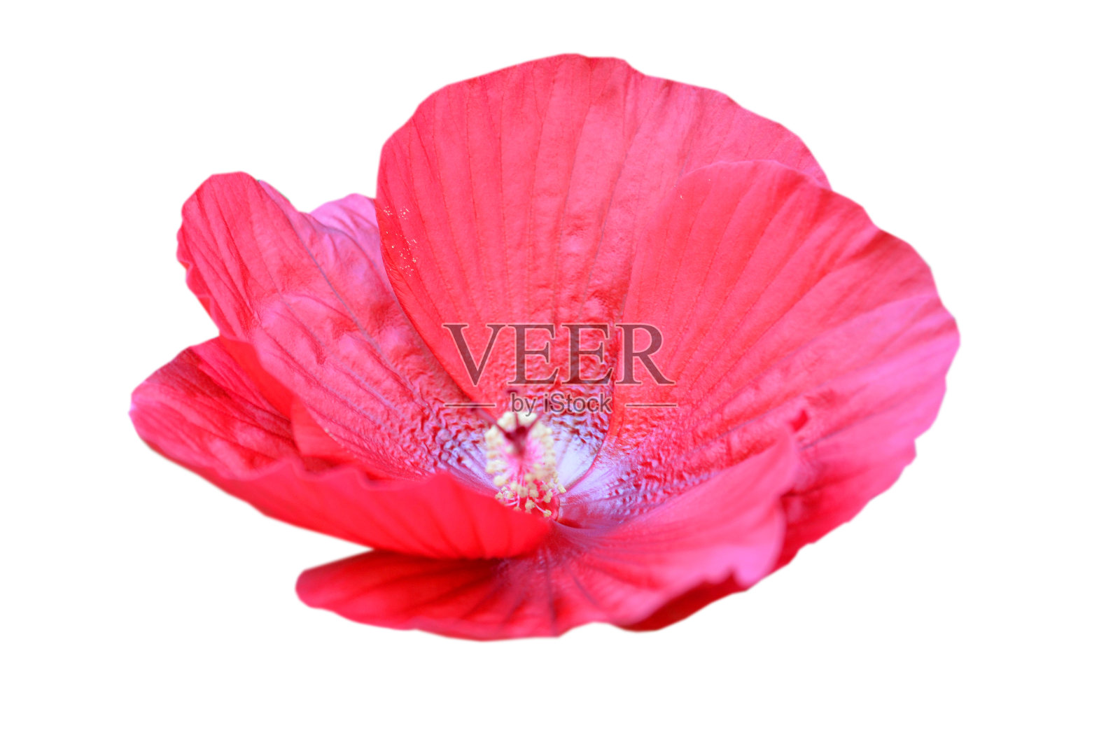 木槿一种耐寒的木槿(木槿属)花头照片摄影图片