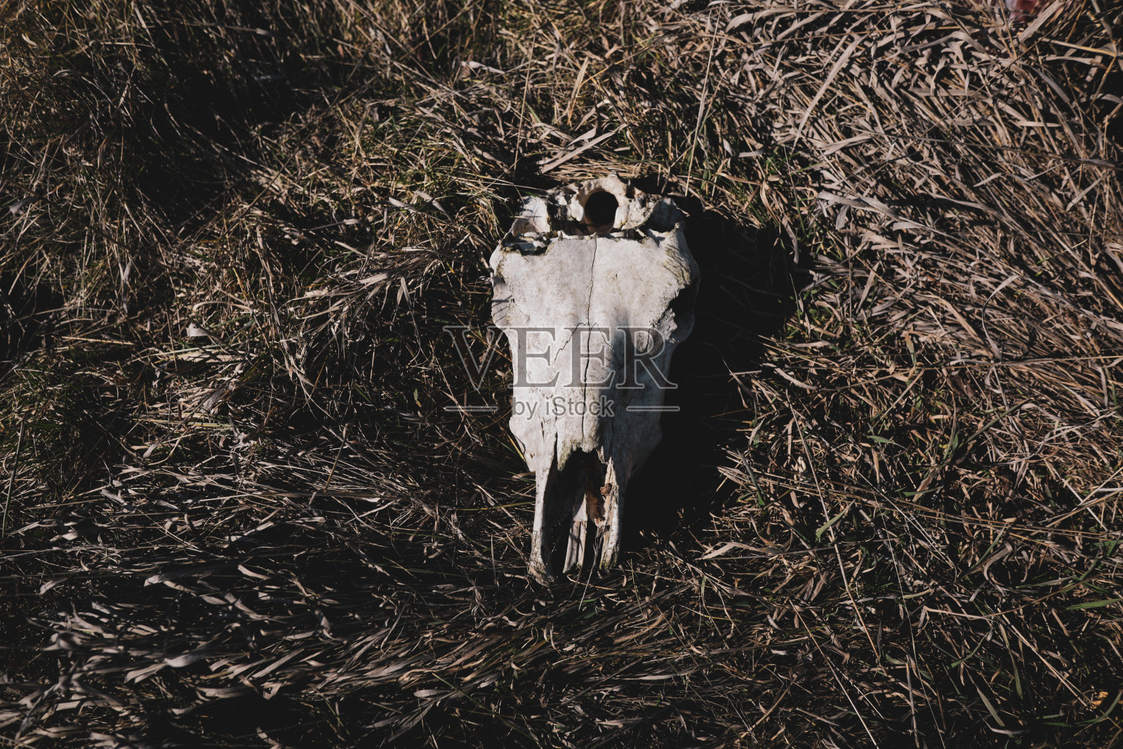 草中有一头牛的头骨照片摄影图片