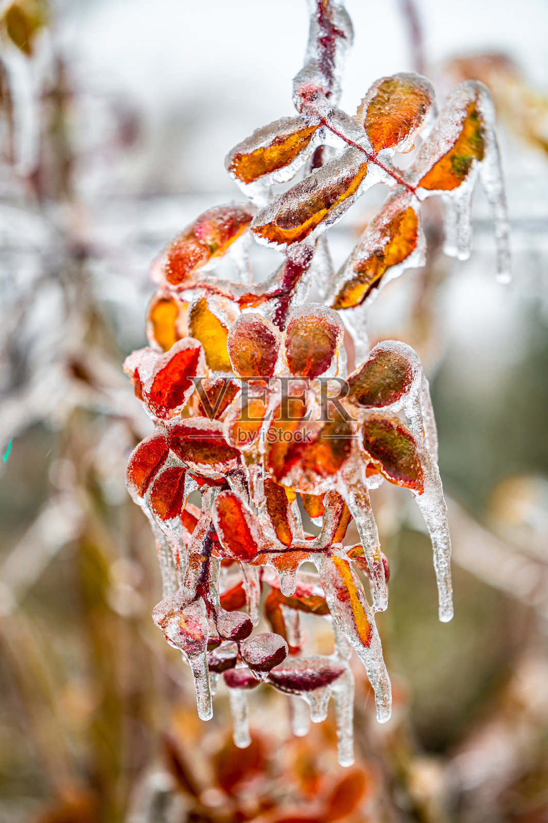 树叶在雪中雨后又下雪照片摄影图片