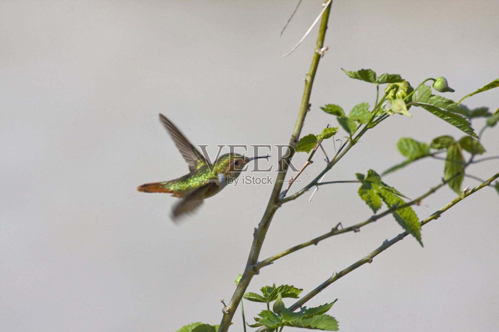 闪烁蜂鸟, 塞拉斯磷闪烁, 盘旋照片摄影图片