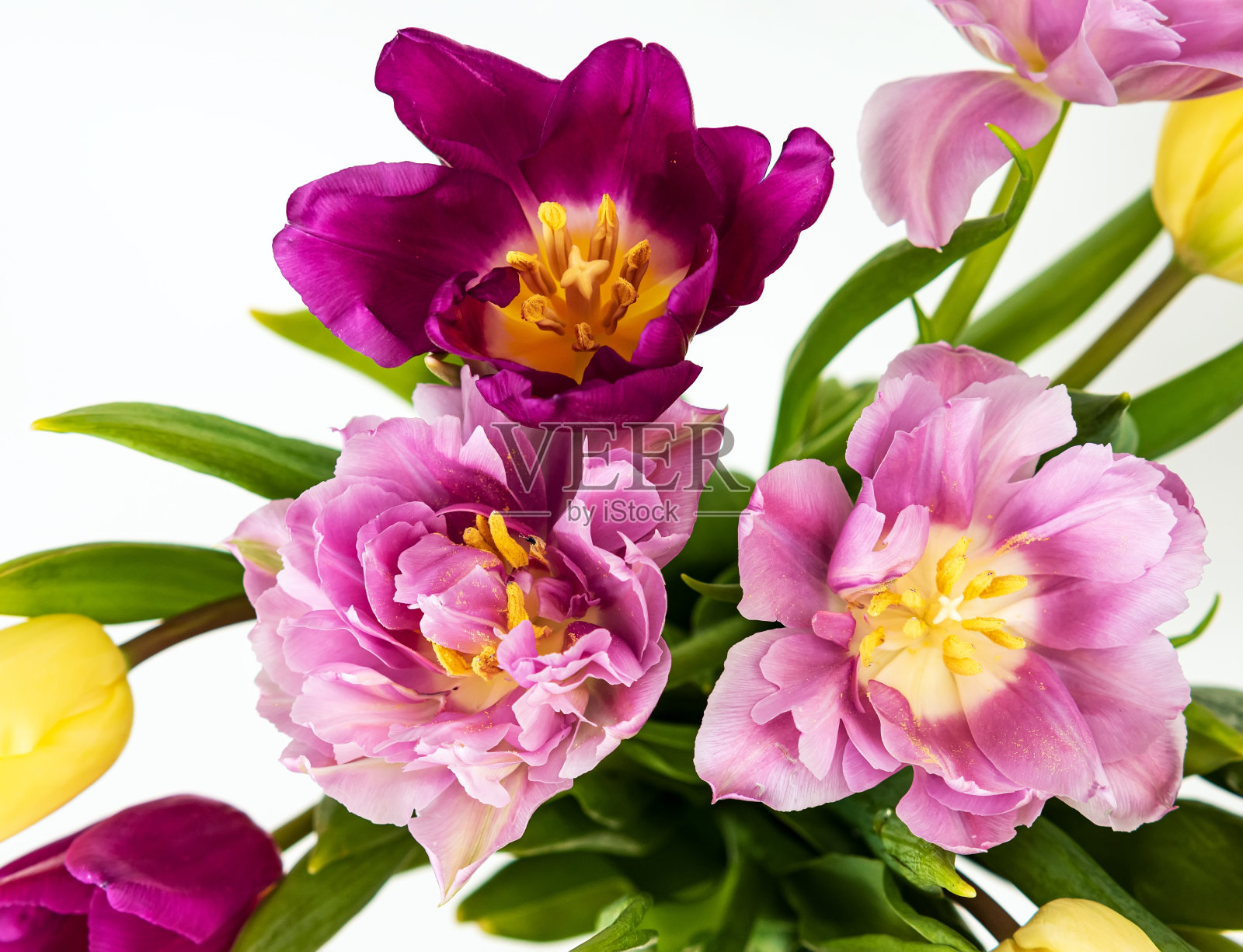 一束淡紫色的郁金香。特写镜头。宏观照片。节日的观念。照片摄影图片