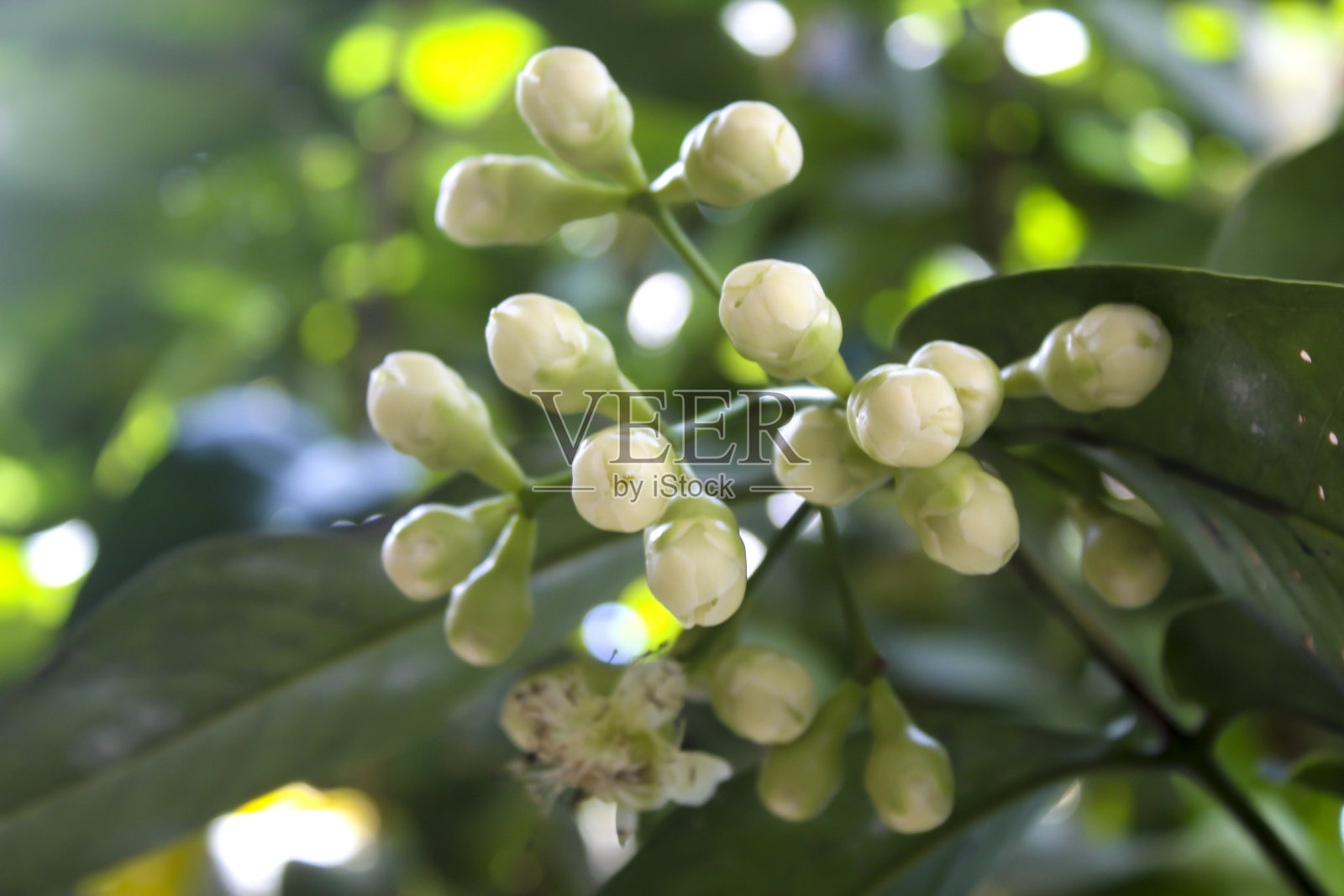 苹果花开花前要浇水照片摄影图片