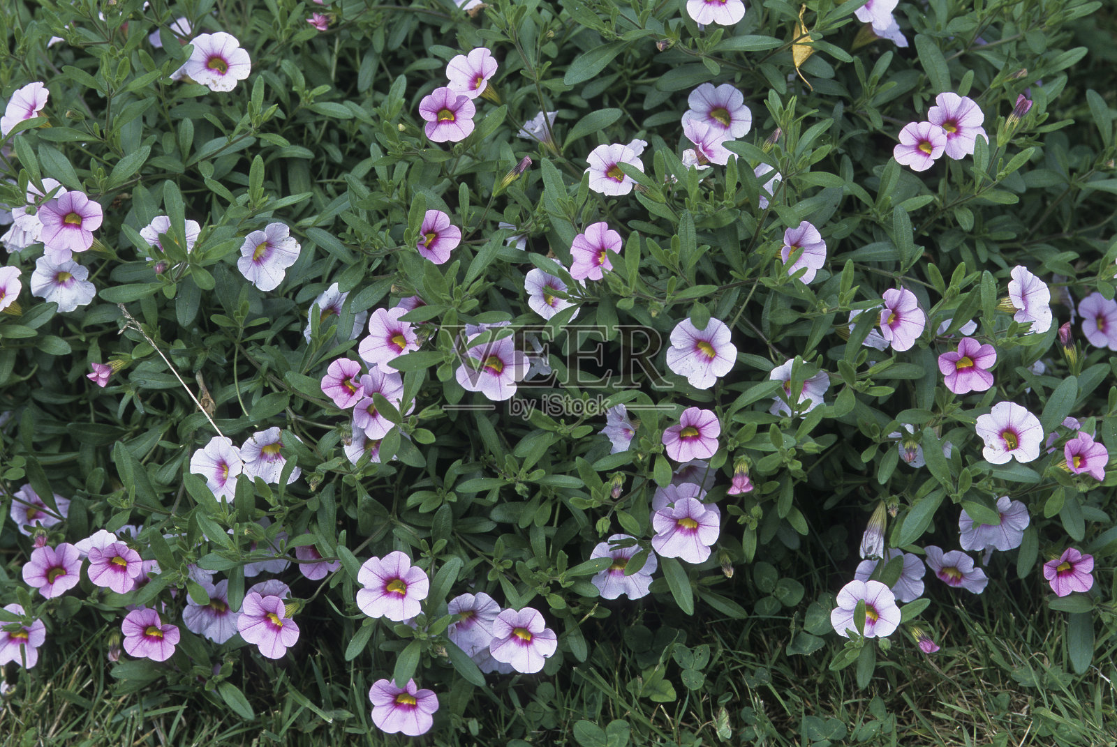 紫花植物的高角度观察照片摄影图片