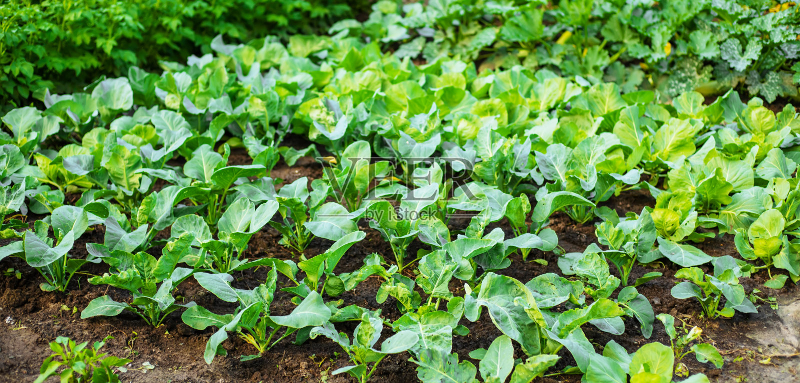 温室里成排的幼苗照片摄影图片
