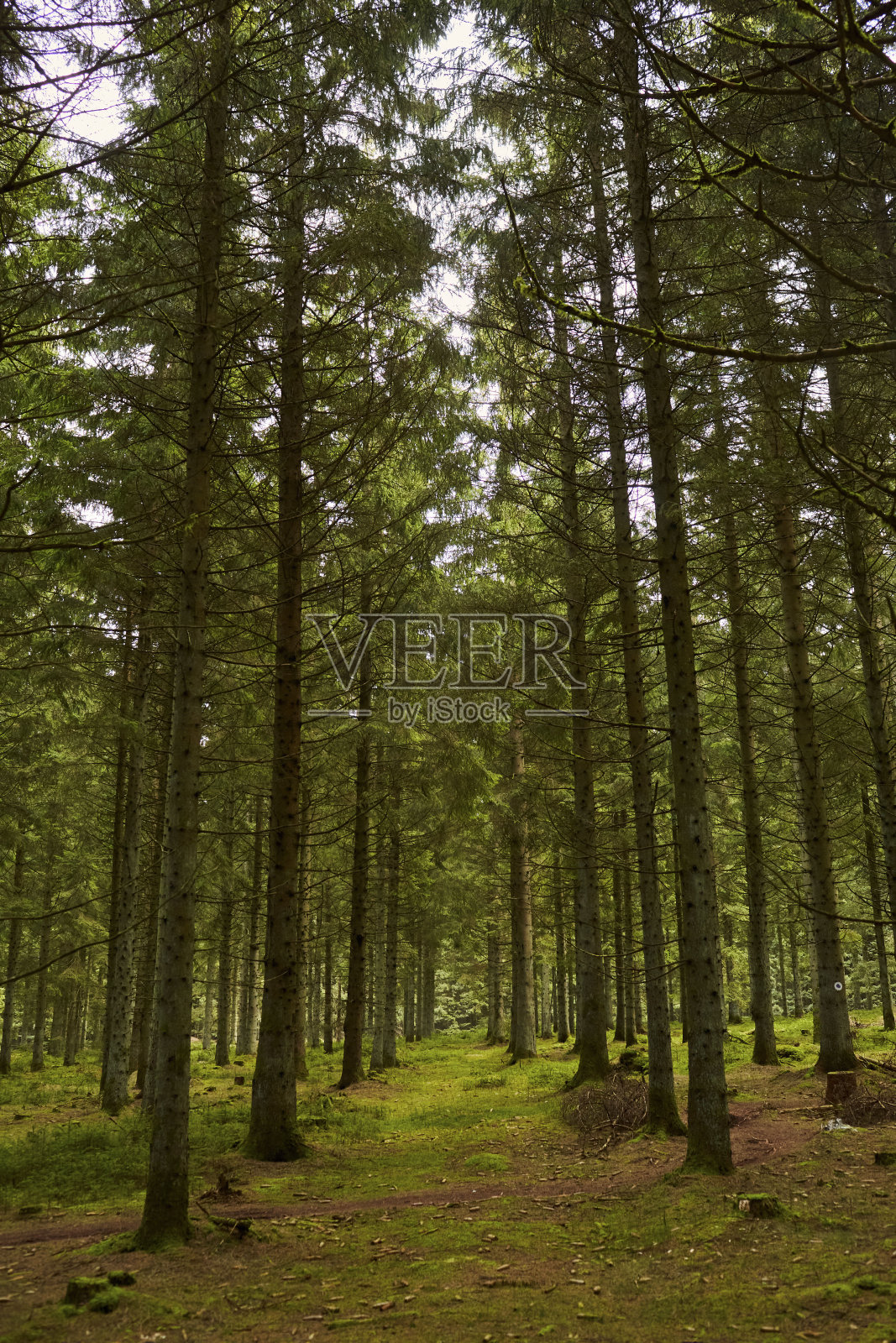 森林里高大的树木开辟出一条小路照片摄影图片