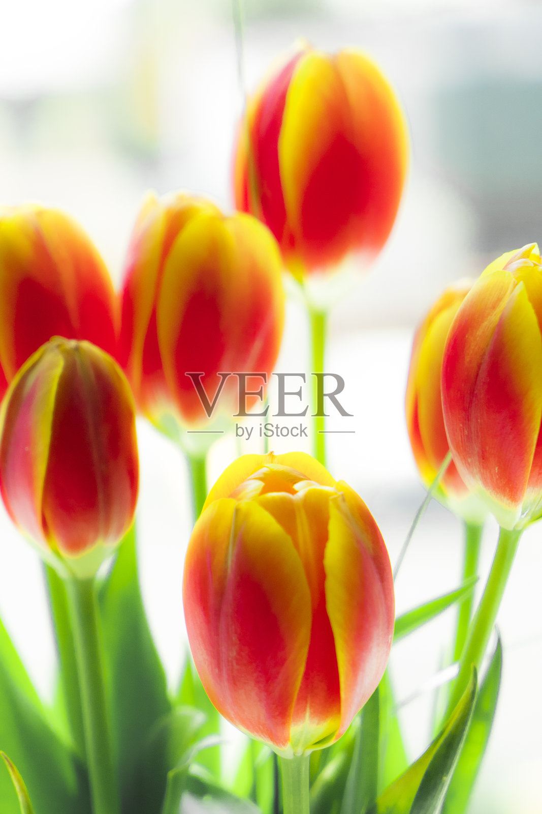 盛开的郁金香照片摄影图片