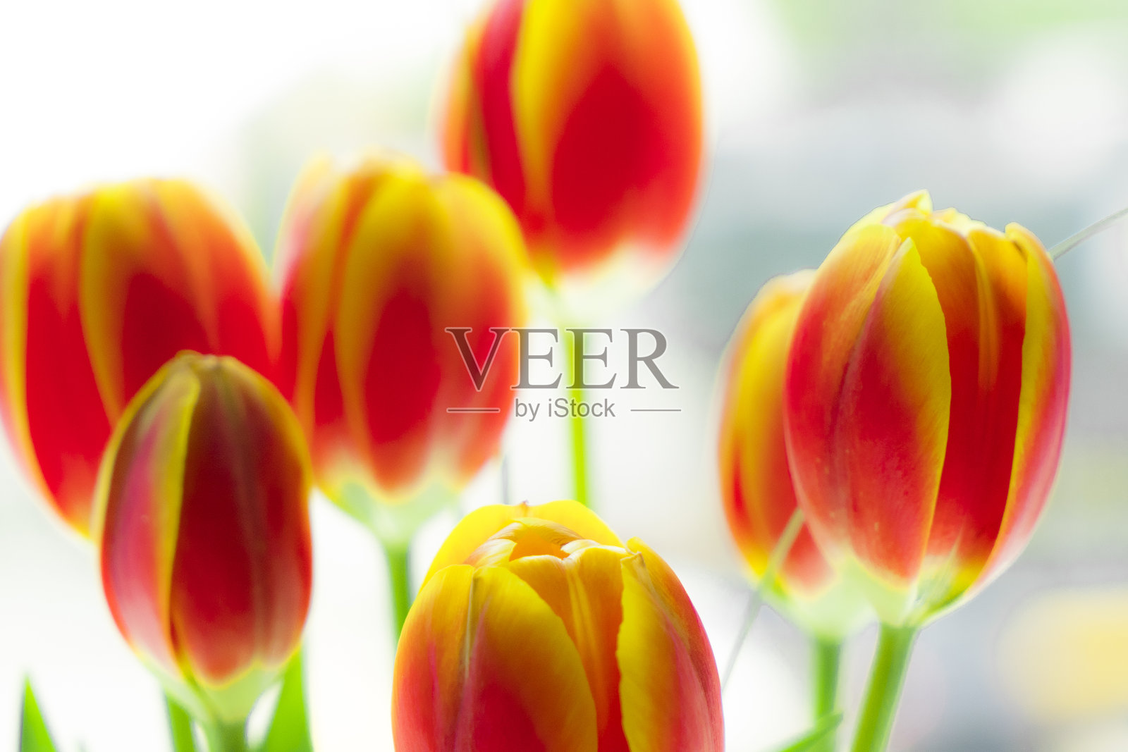 盛开的郁金香照片摄影图片