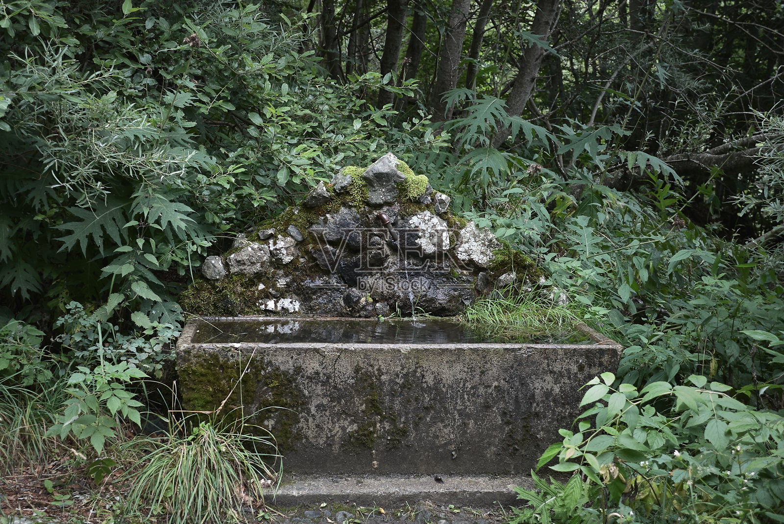 在树林里的饮水槽里照片摄影图片