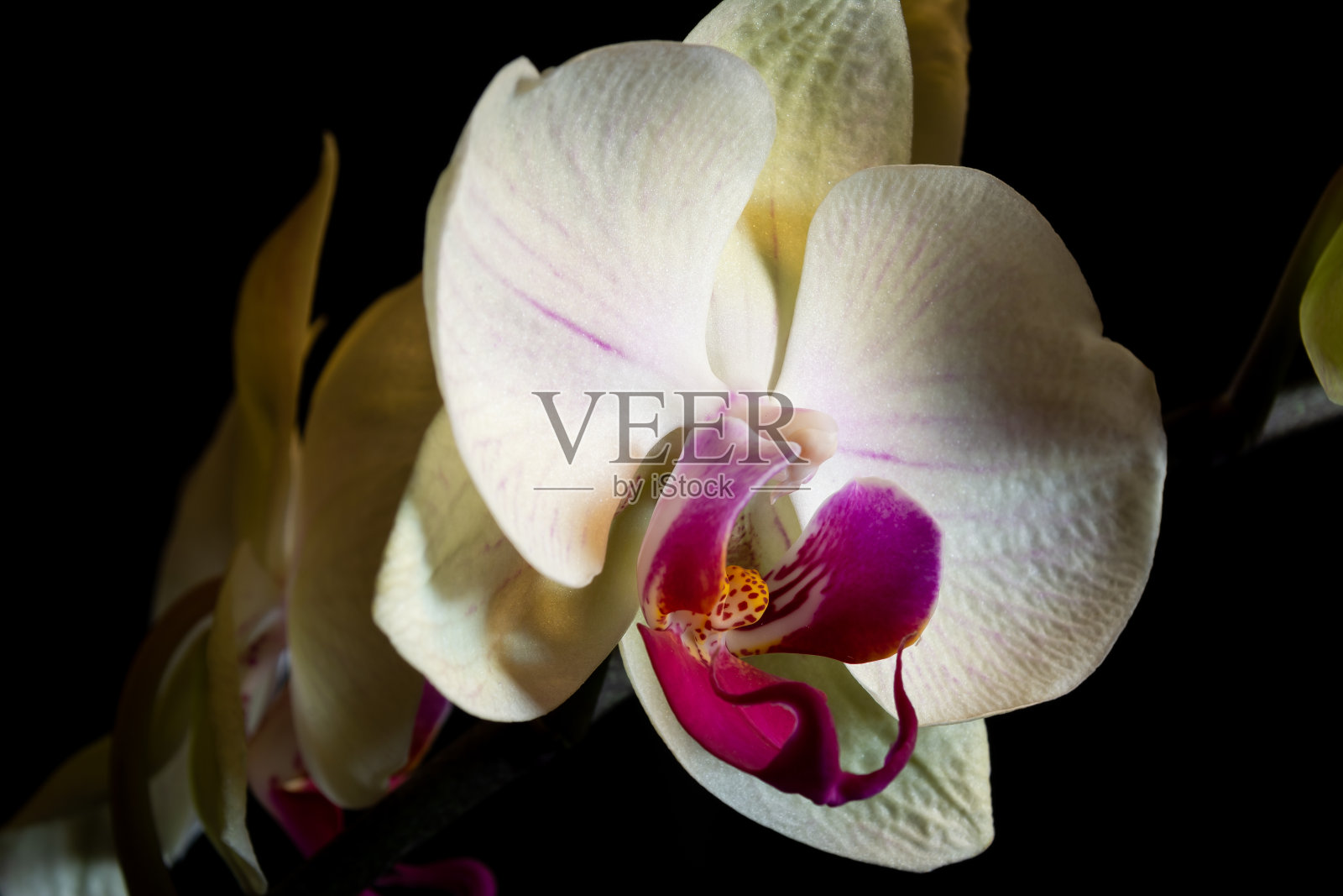 兰花照片摄影图片