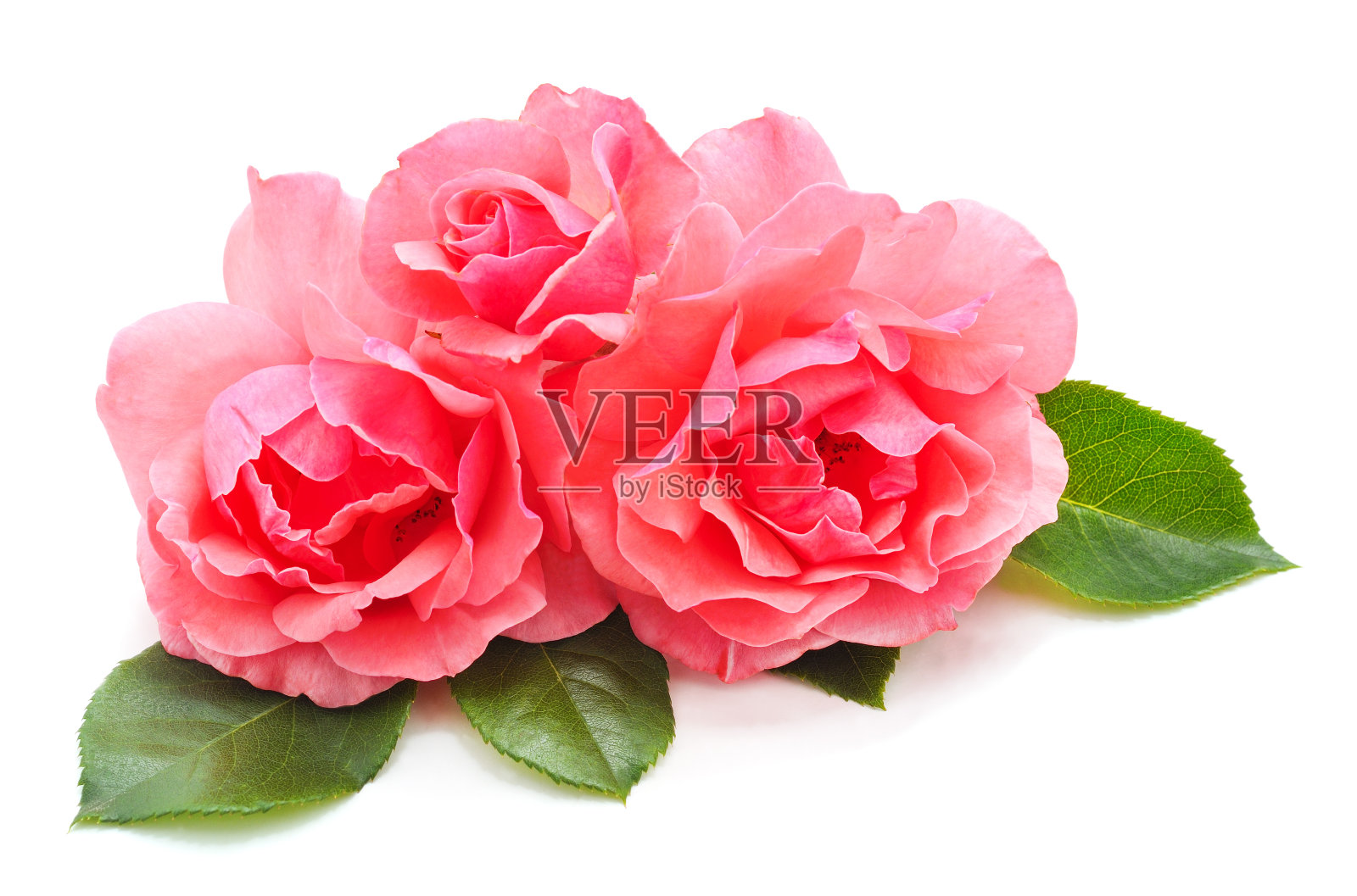 三个粉红色的花朵。照片摄影图片