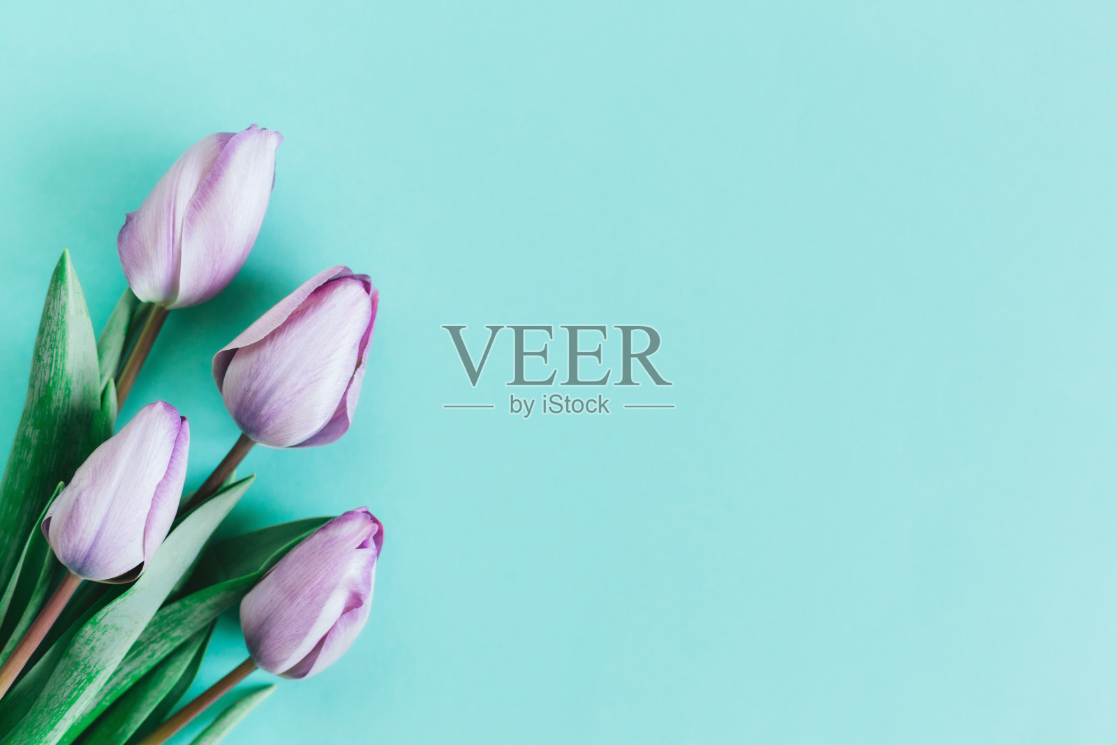 绿松石色背景上的紫罗兰色郁金香。妇女节贺卡。照片摄影图片