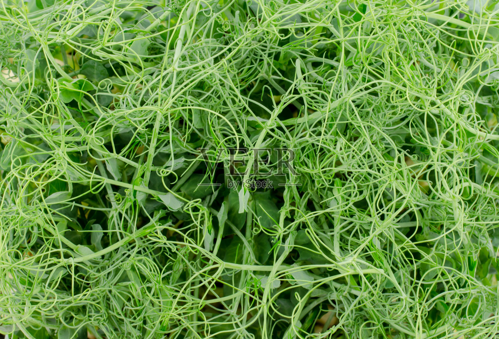 Microgreen豌豆苗。豆芽,健康食品理念照片摄影图片