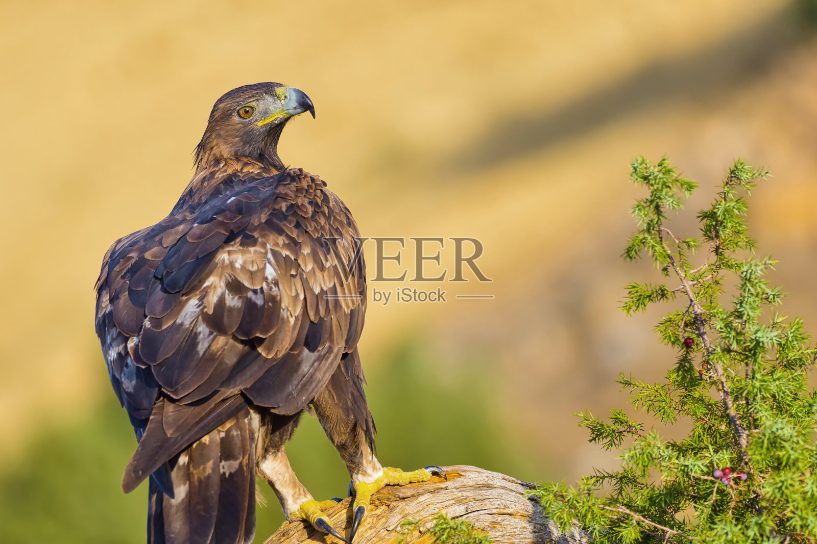 金鹰,地中海森林,西班牙照片摄影图片