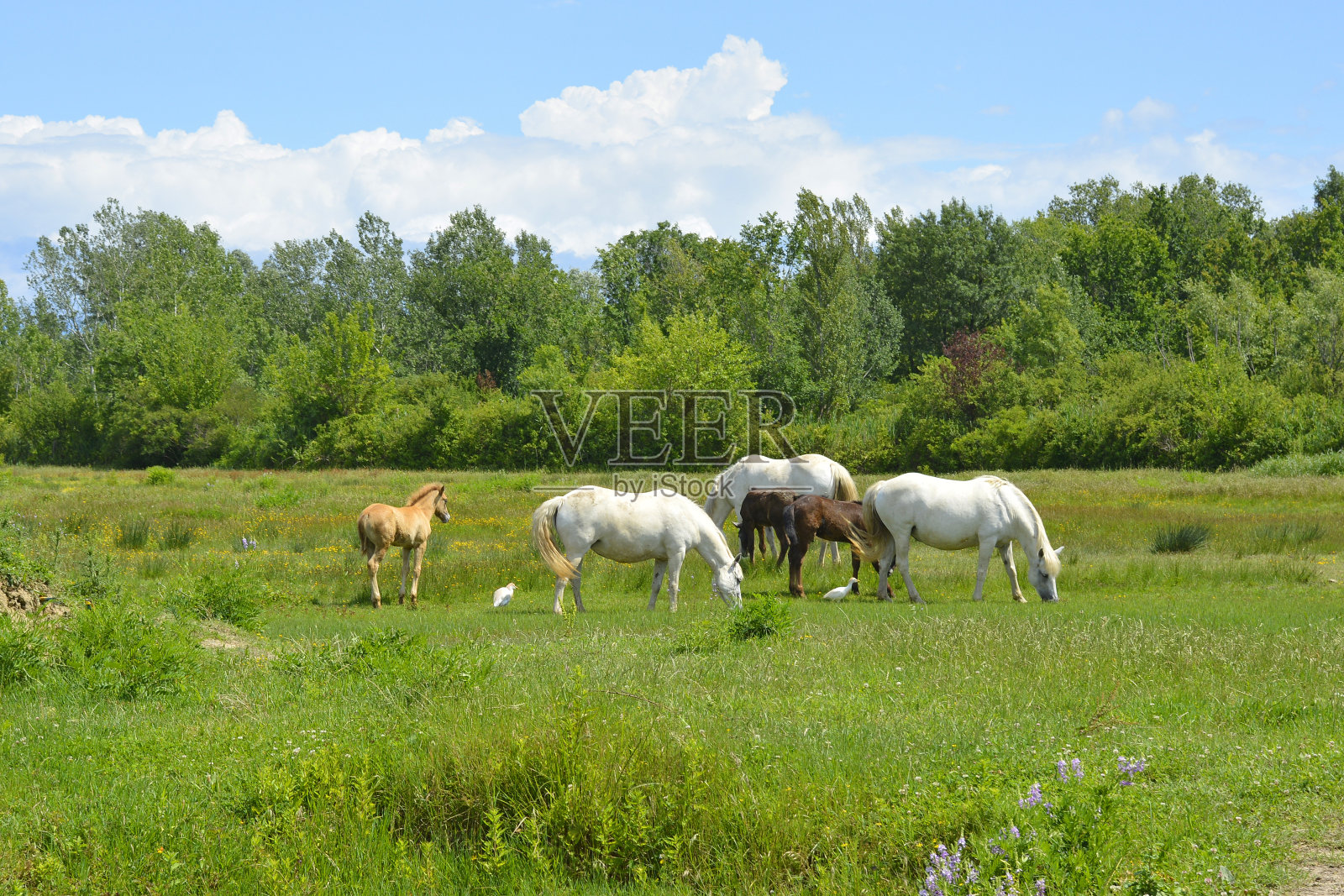 意大利湿地中的野马照片摄影图片