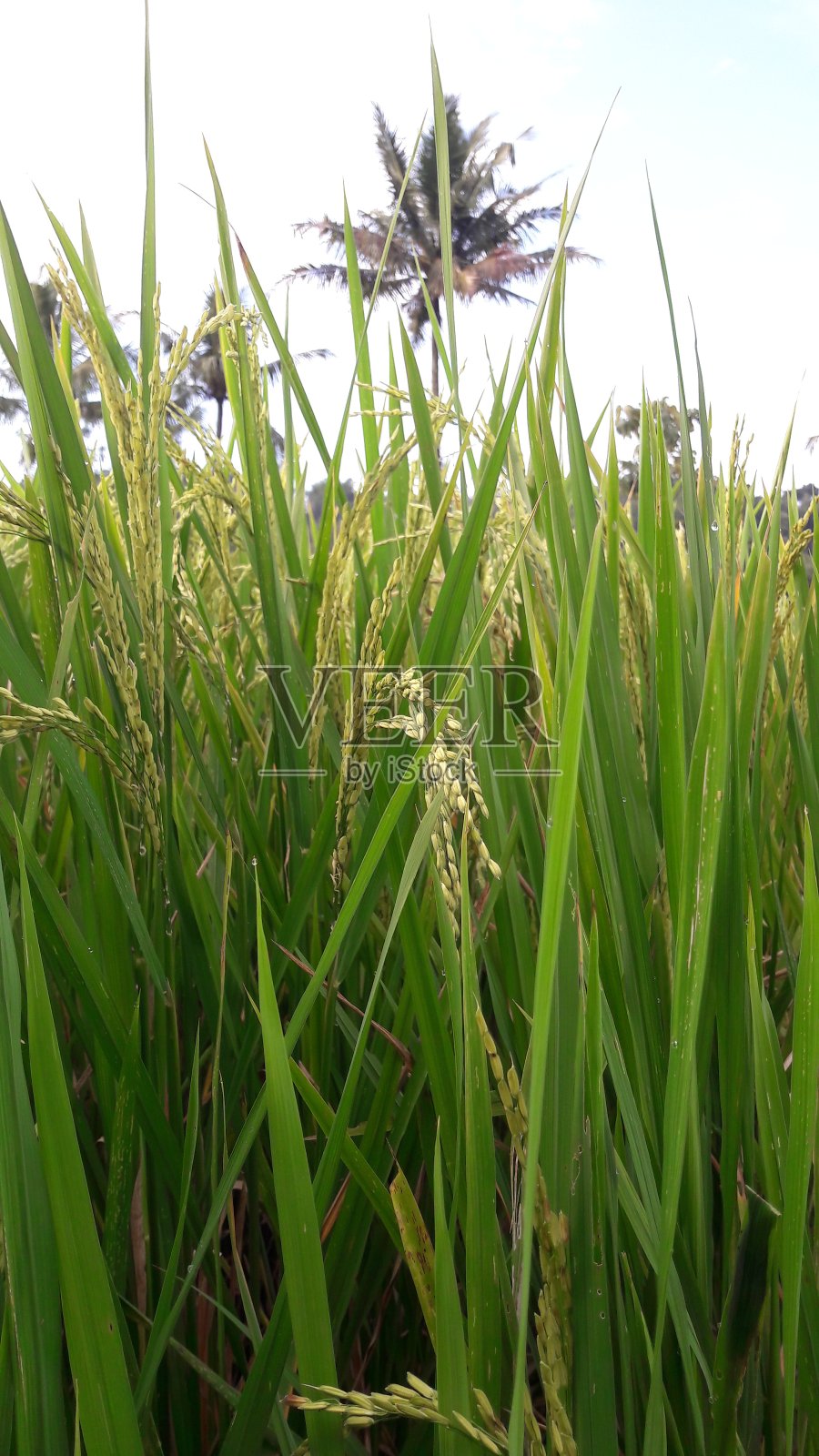 绿色的稻田和椰子树,映衬着白云和蓝天照片摄影图片