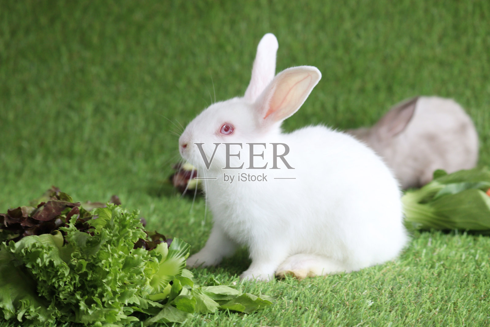 可爱的毛绒绒的小白兔红眼睛吃美味的蔬菜在绿色的草地上的背景,用蔬菜喂养兔子素食宠物动物。照片摄影图片