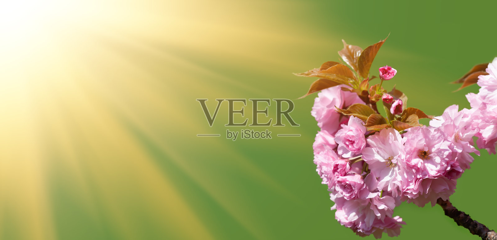 小樱。盛开的日本樱桃树照片摄影图片