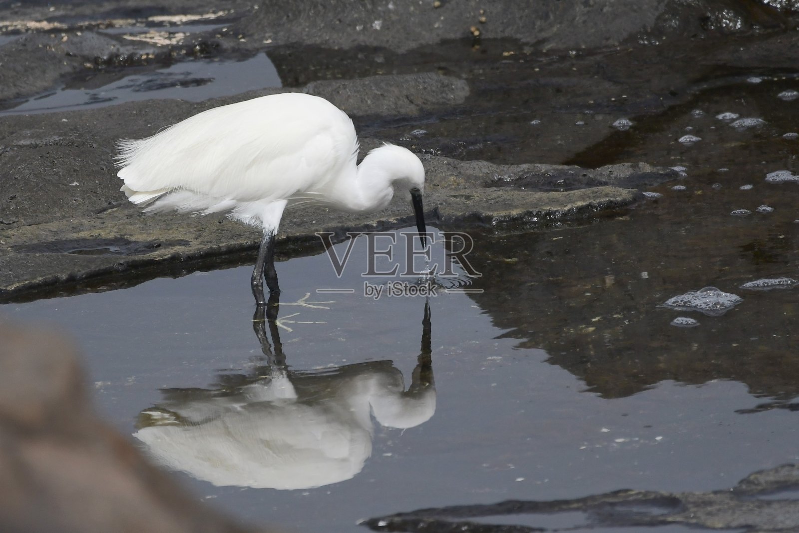 常见的白鹭照片摄影图片