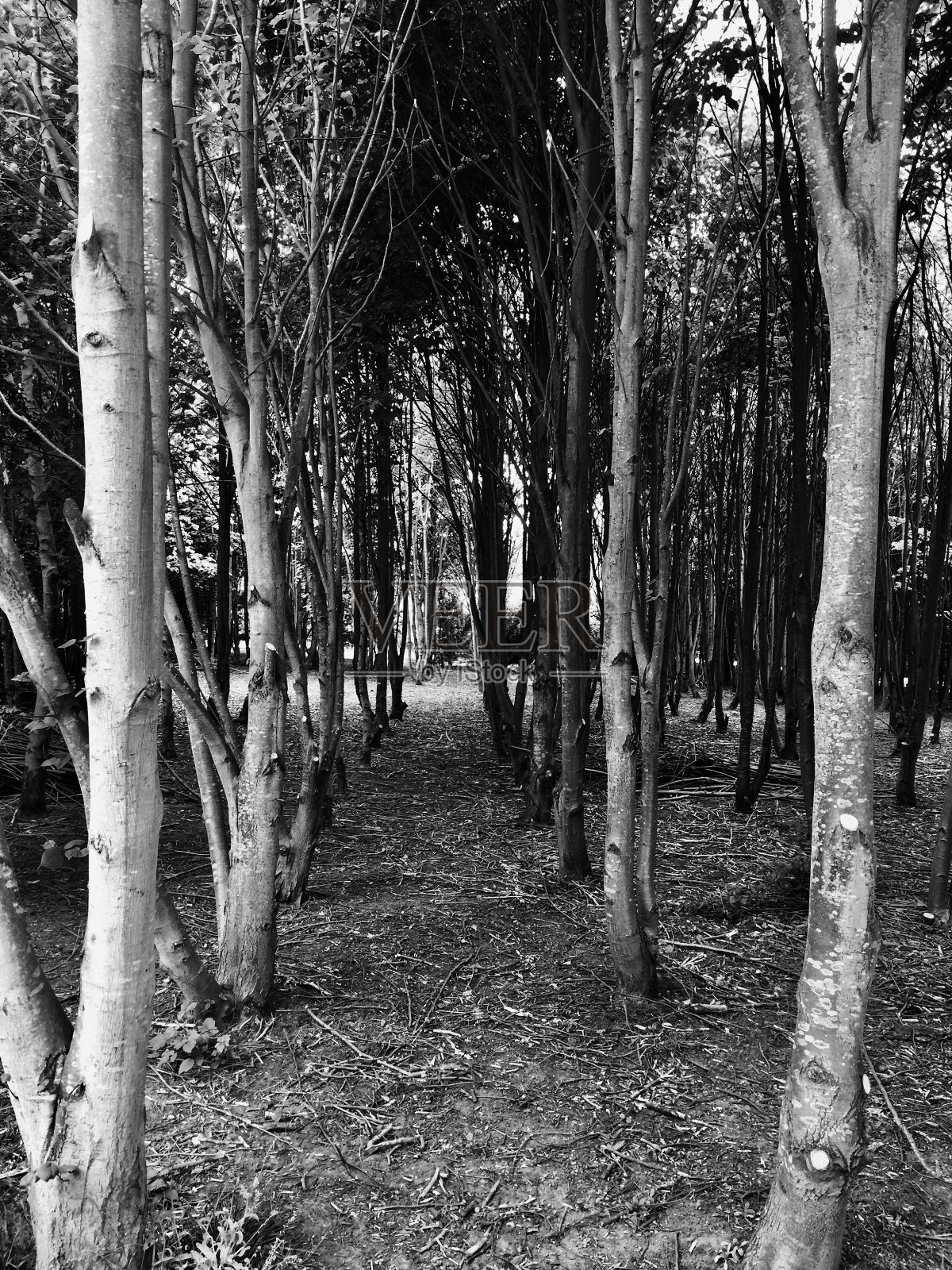 布伦特伍德森林,埃塞克斯照片摄影图片