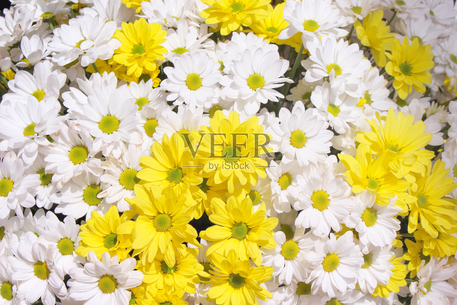 背景上盛开着黄色和白色的菊花照片摄影图片