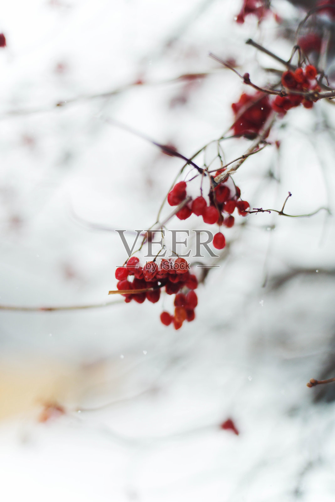 森林中被雪覆盖的树枝的特写照片摄影图片