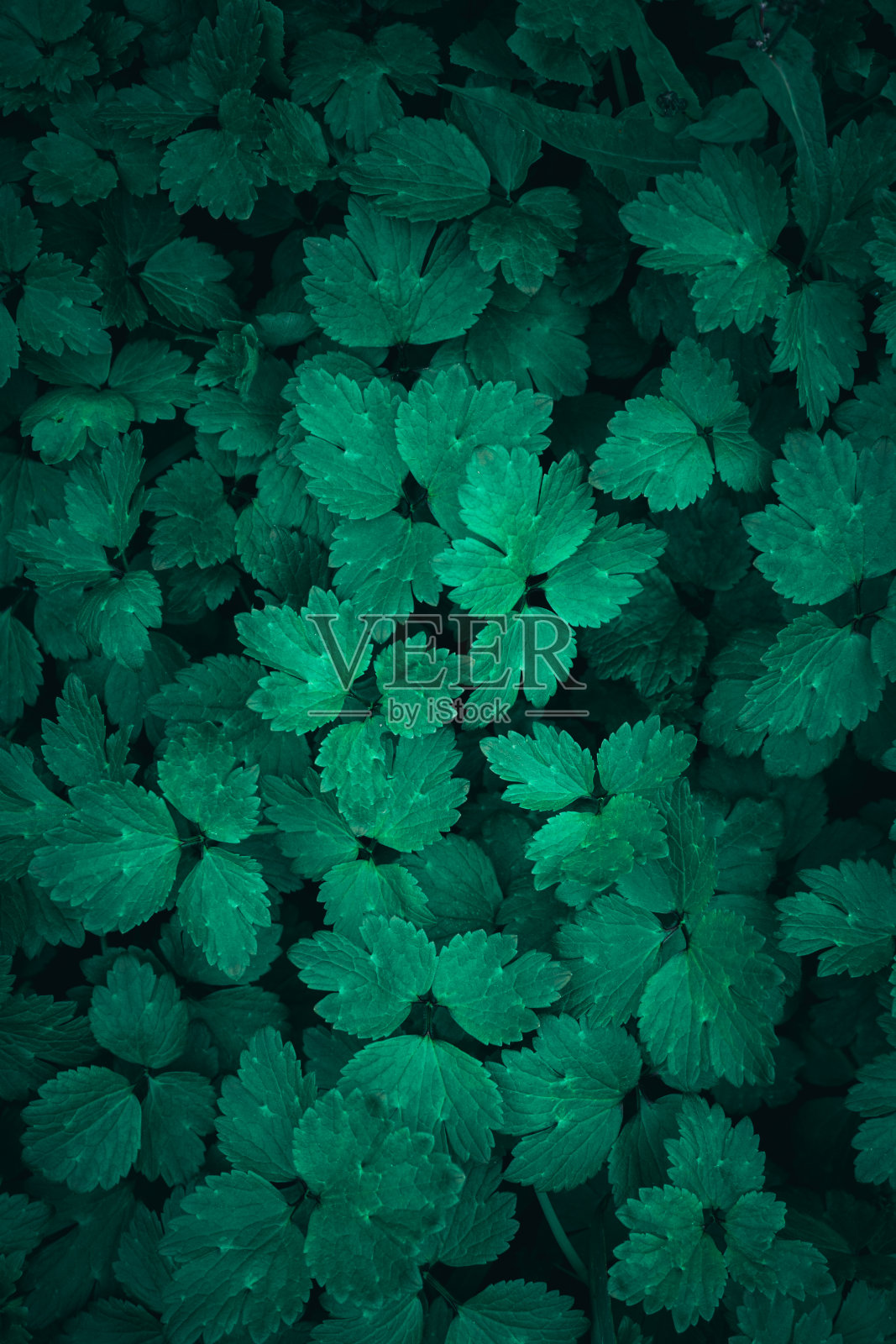 春天,绿色植物在自然界中长出了叶子照片摄影图片