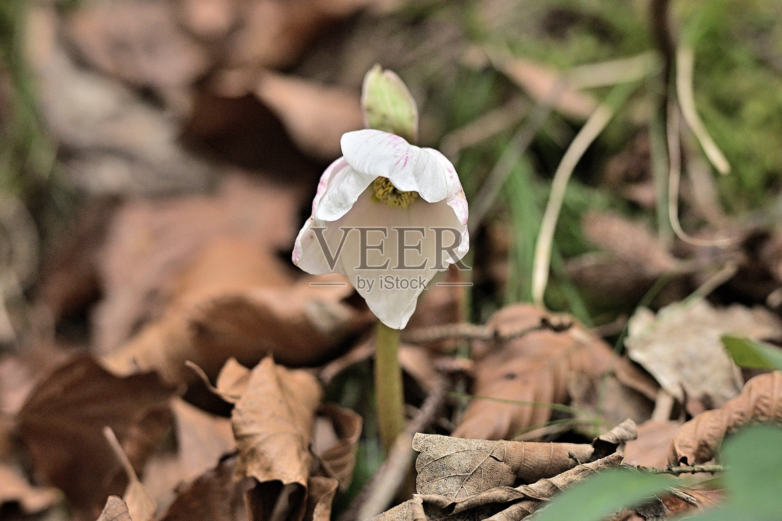 圣诞玫瑰照片摄影图片