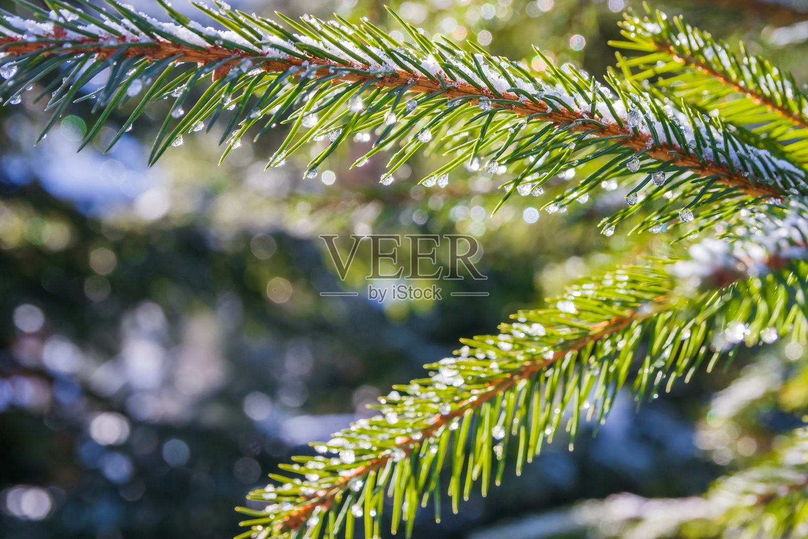 阳光明媚的日子,圣诞树上的水滴和雪。松枝与融雪。漫长的冬天后解冻照片摄影图片