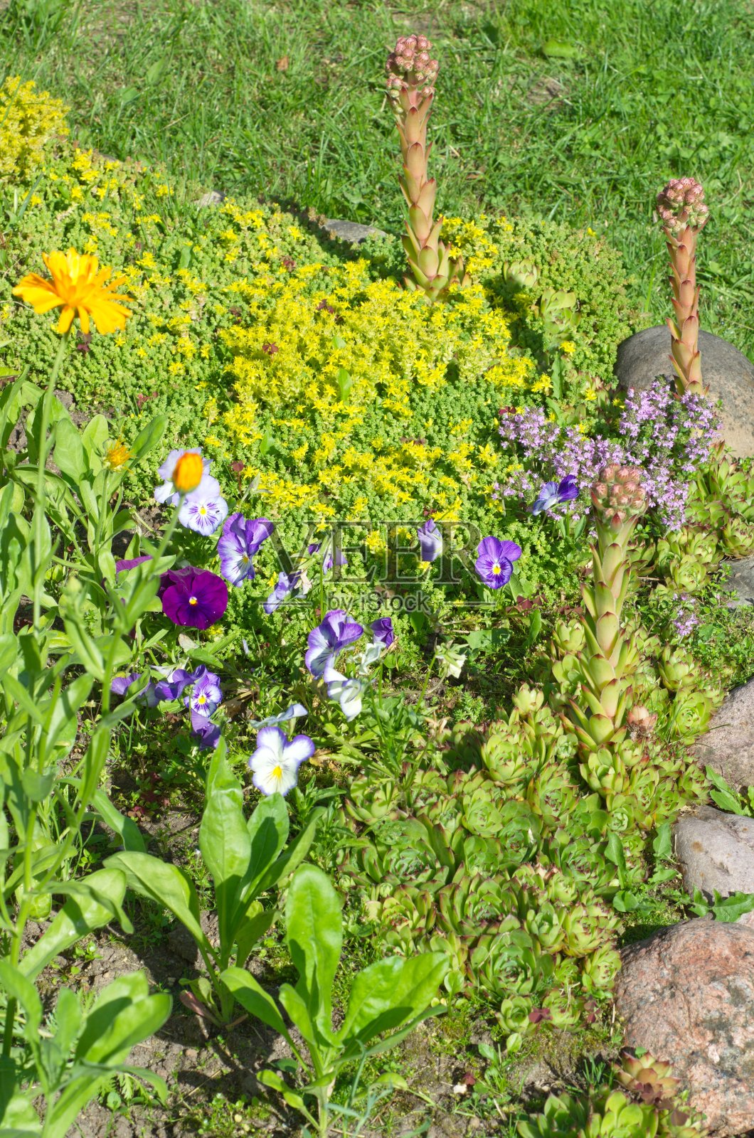 花园中多肉植物和地被植物的夏季花坛照片摄影图片