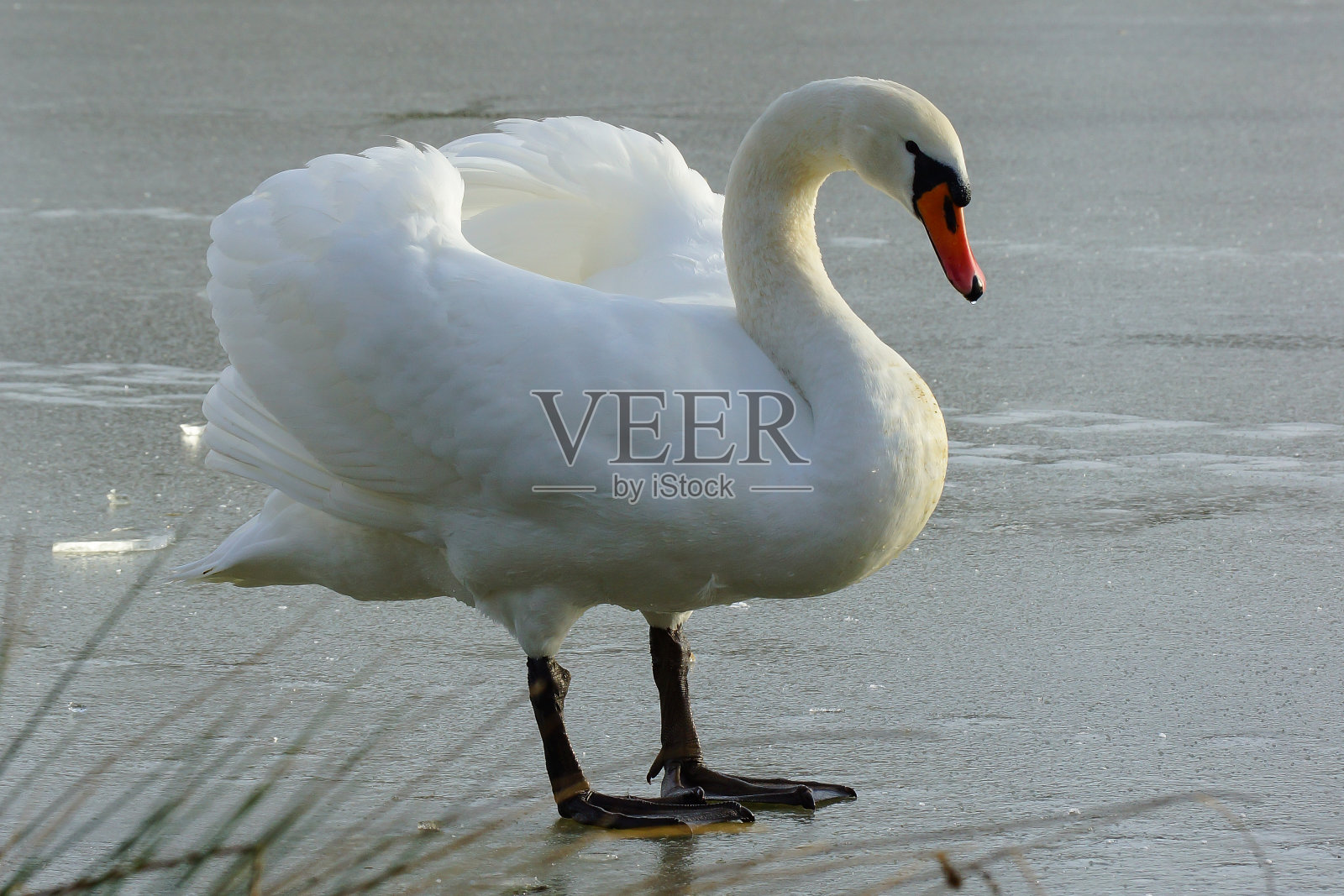 结冰的湖面上沉默的天鹅照片摄影图片