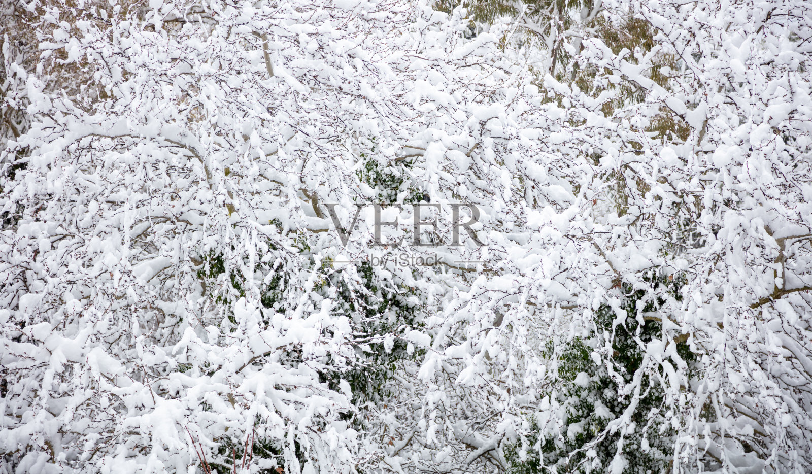 圣诞日的概念。雪覆盖着树枝的背景,纹理。照片摄影图片