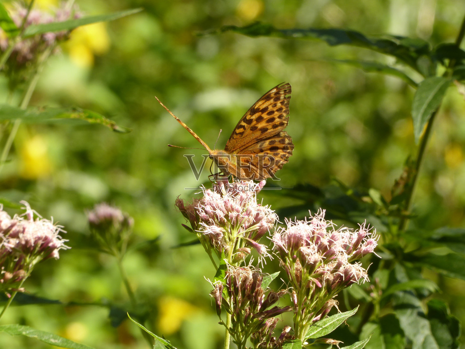 春天有很多美丽的花草,色彩鲜艳。照片摄影图片
