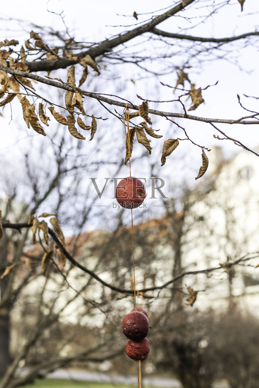 悬挂在欧洲公共公园树枝上的冬季苹果照片摄影图片
