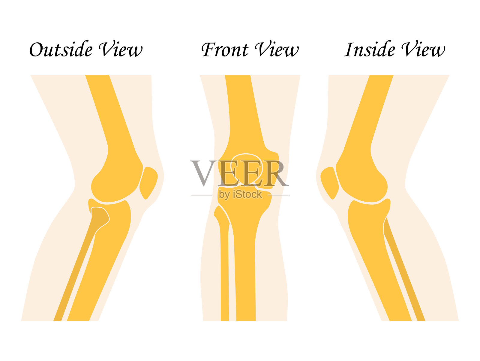 人膝盖腿前后视图。矢量插图。平面设计插画图片素材