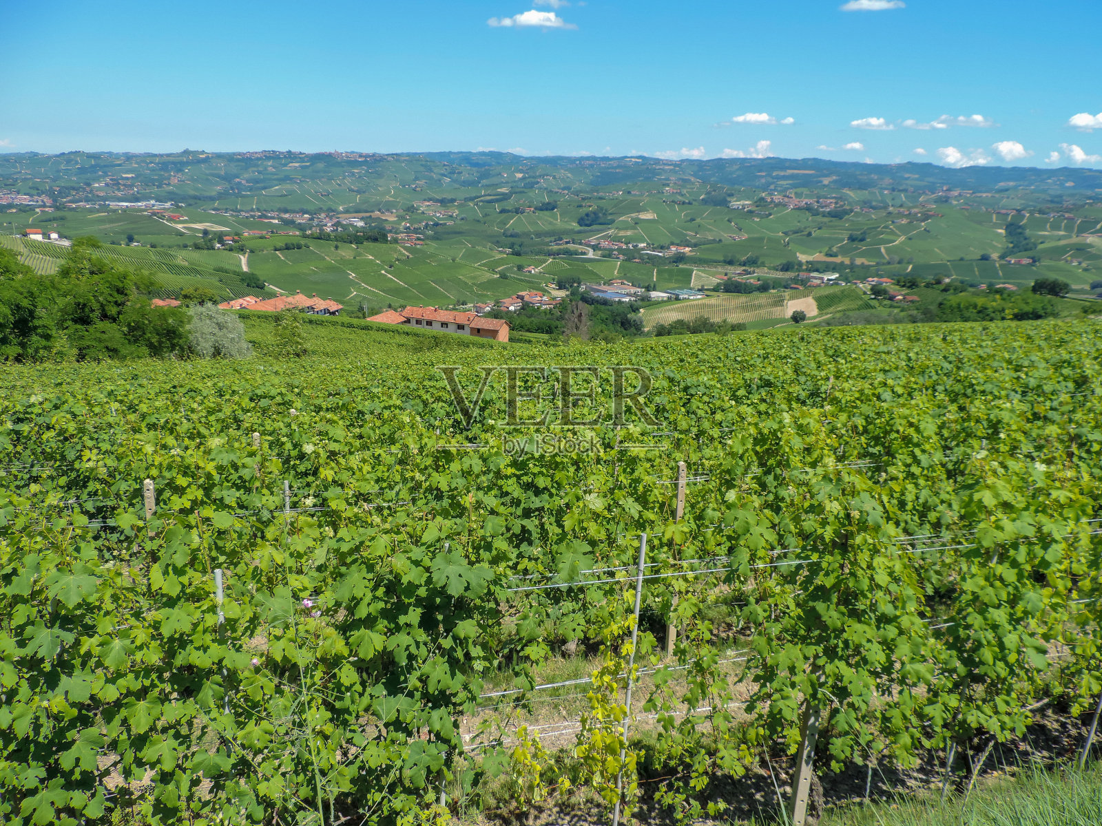 葡萄园照片摄影图片