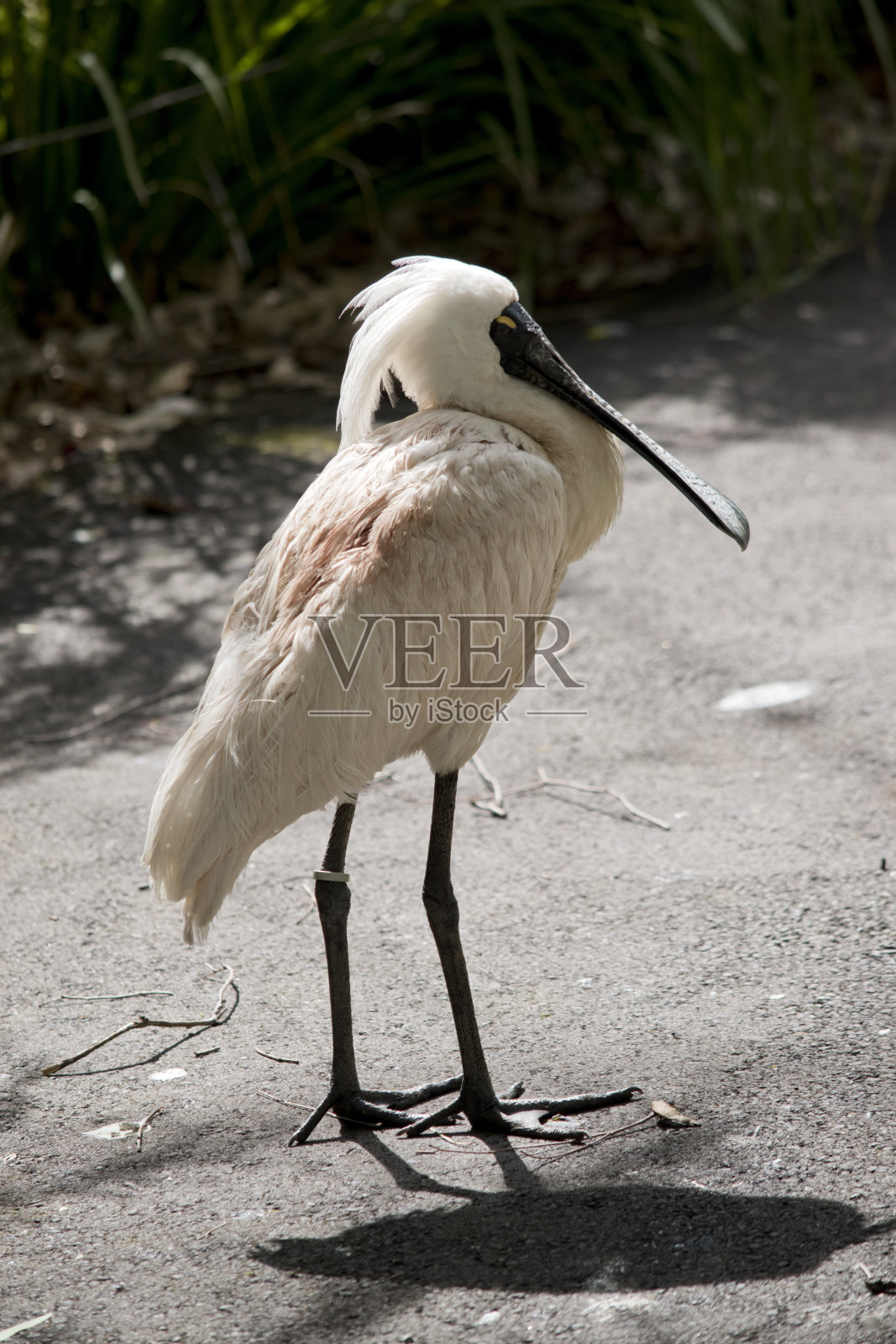 这是一只皇家琵鹭的侧视图照片摄影图片